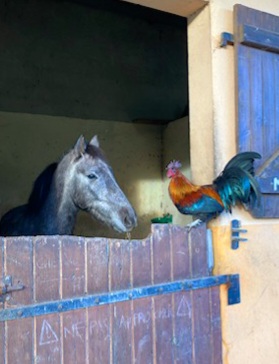 Ty Kalonn Equithérapie's image