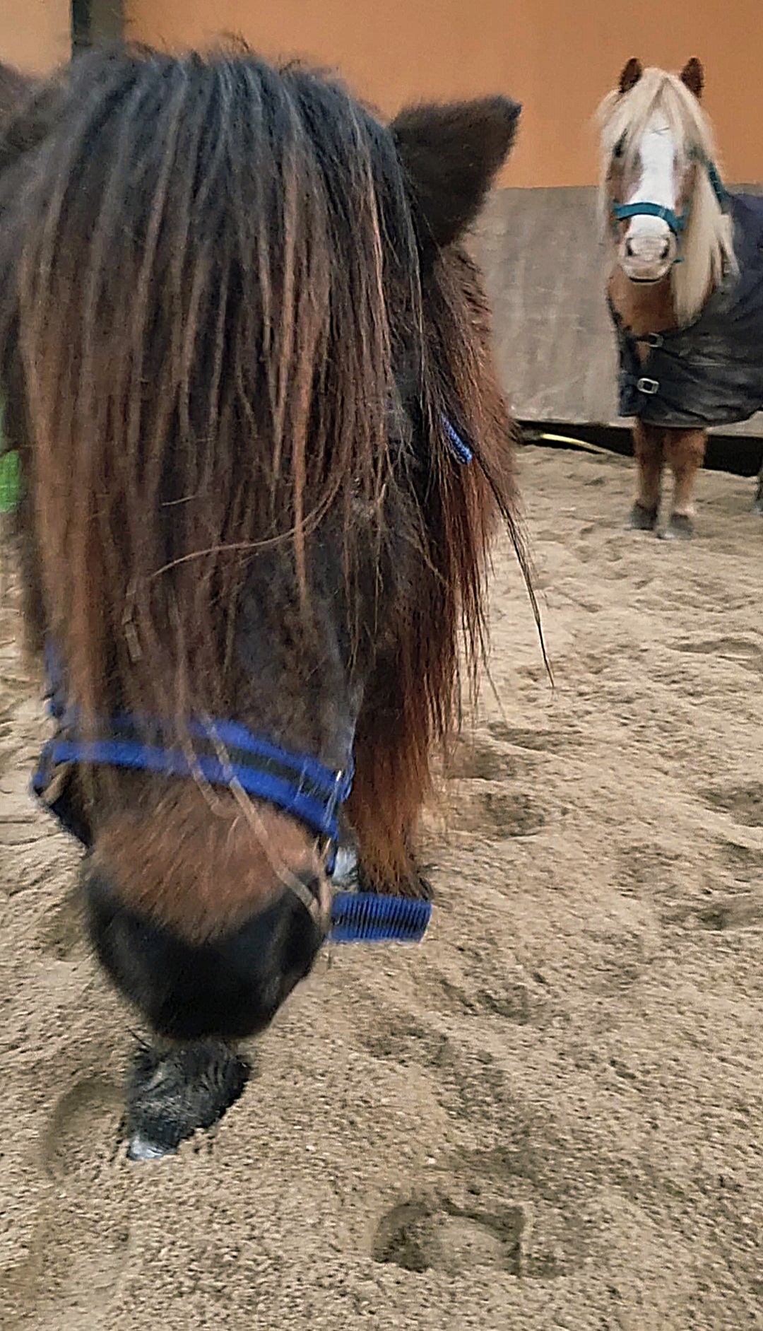 Ty Kalonn Equithérapie's image