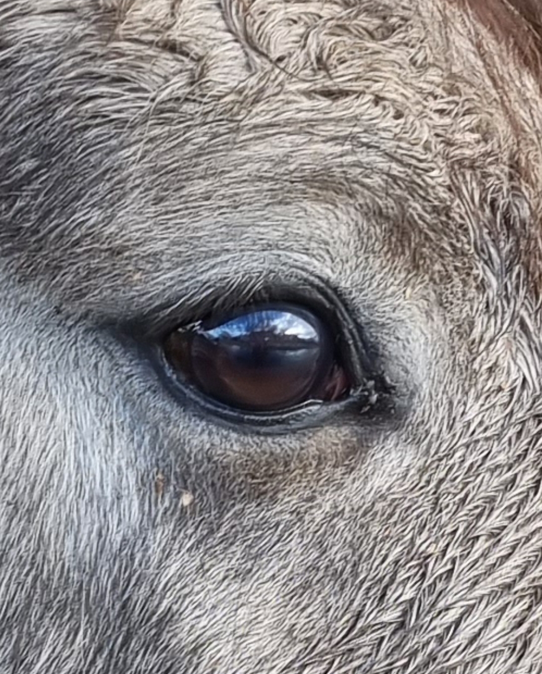 Ty Kalonn Equithérapie's image