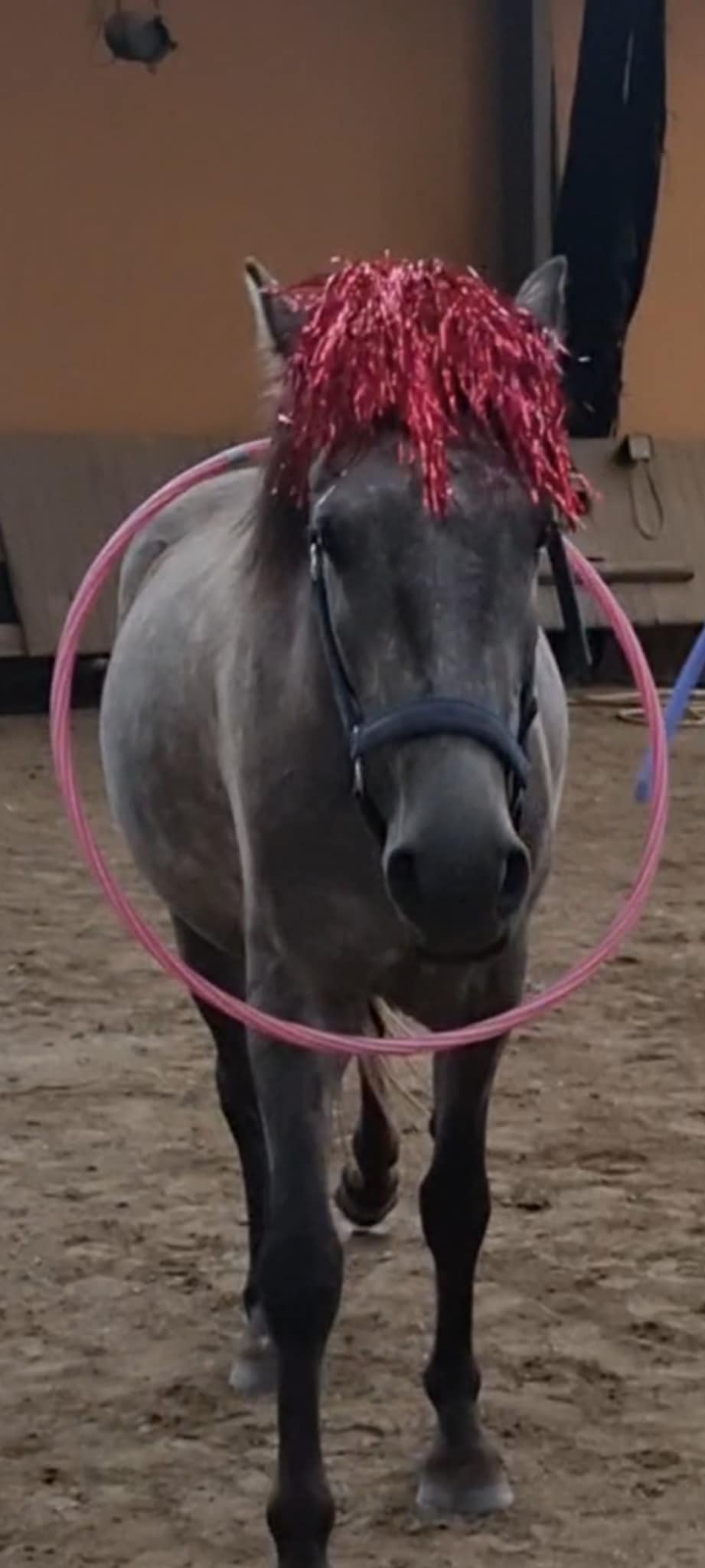 Ty Kalonn Equithérapie's image