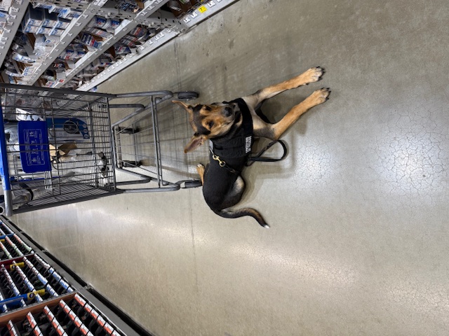K-9 Academy's image