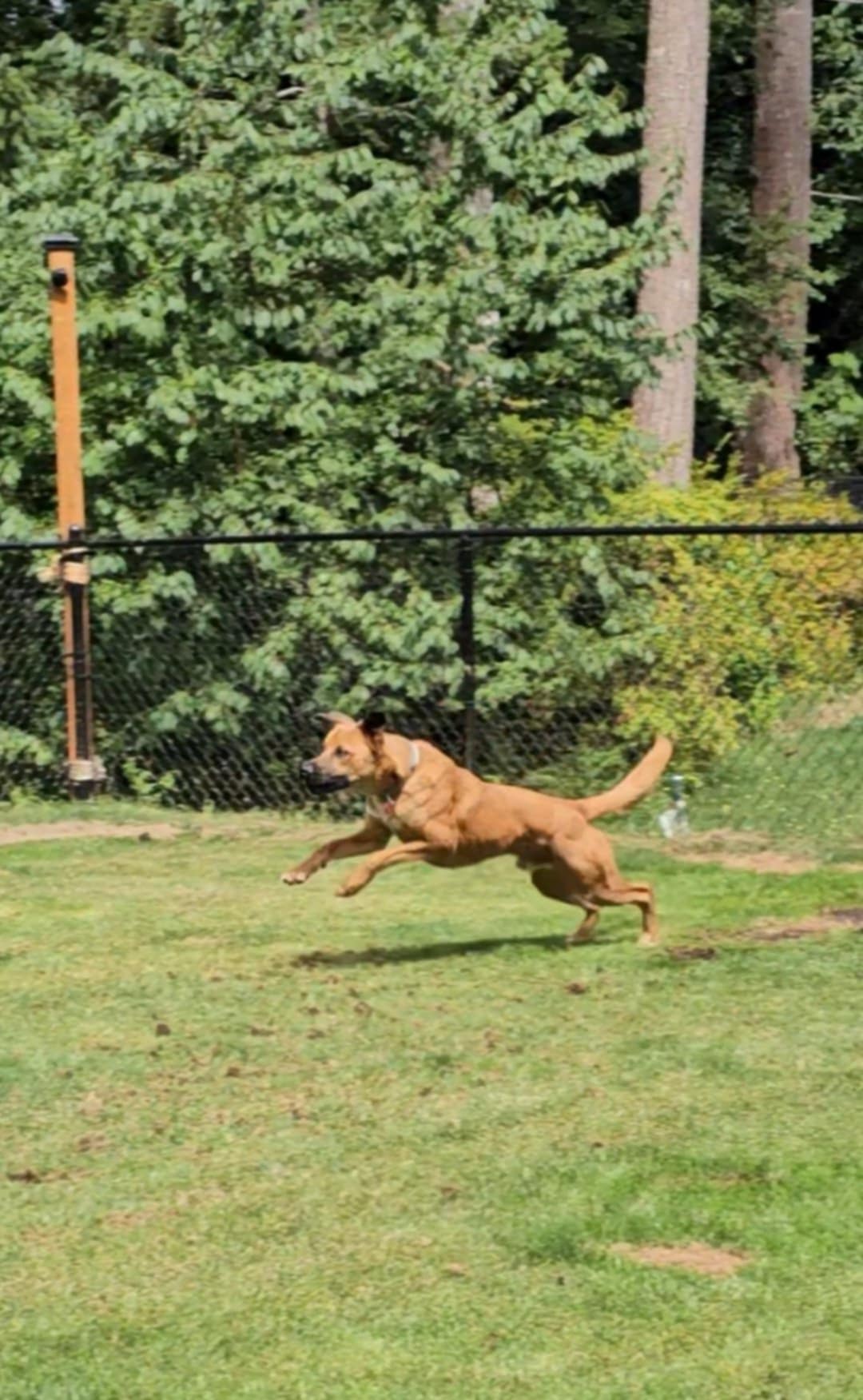 K-9 Academy's image