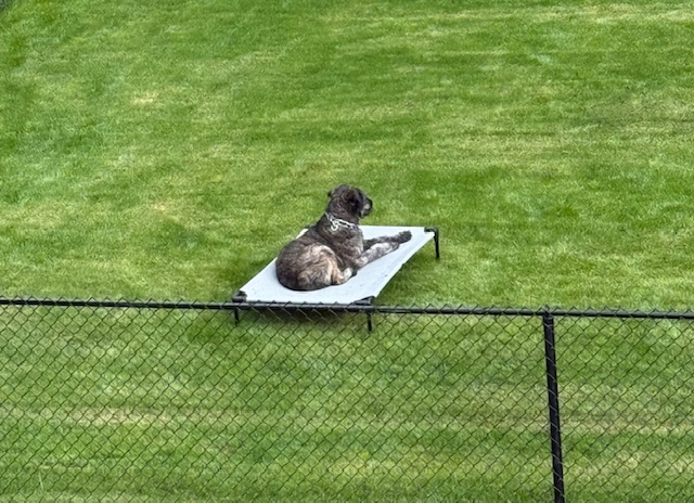K-9 Academy's image