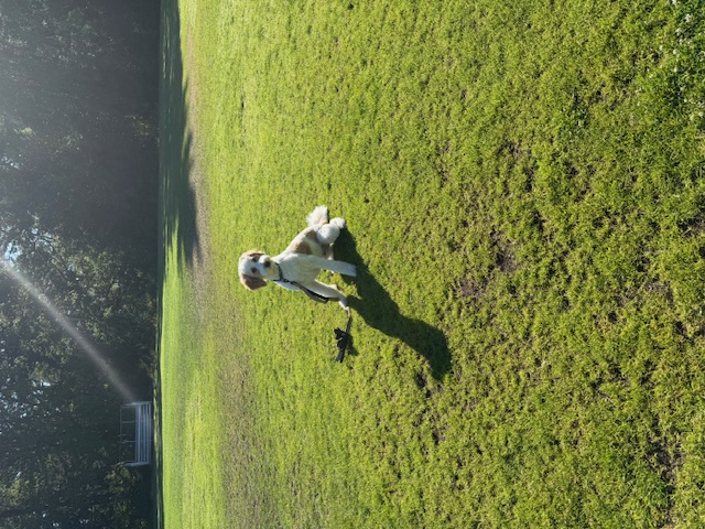 K-9 Academy's image