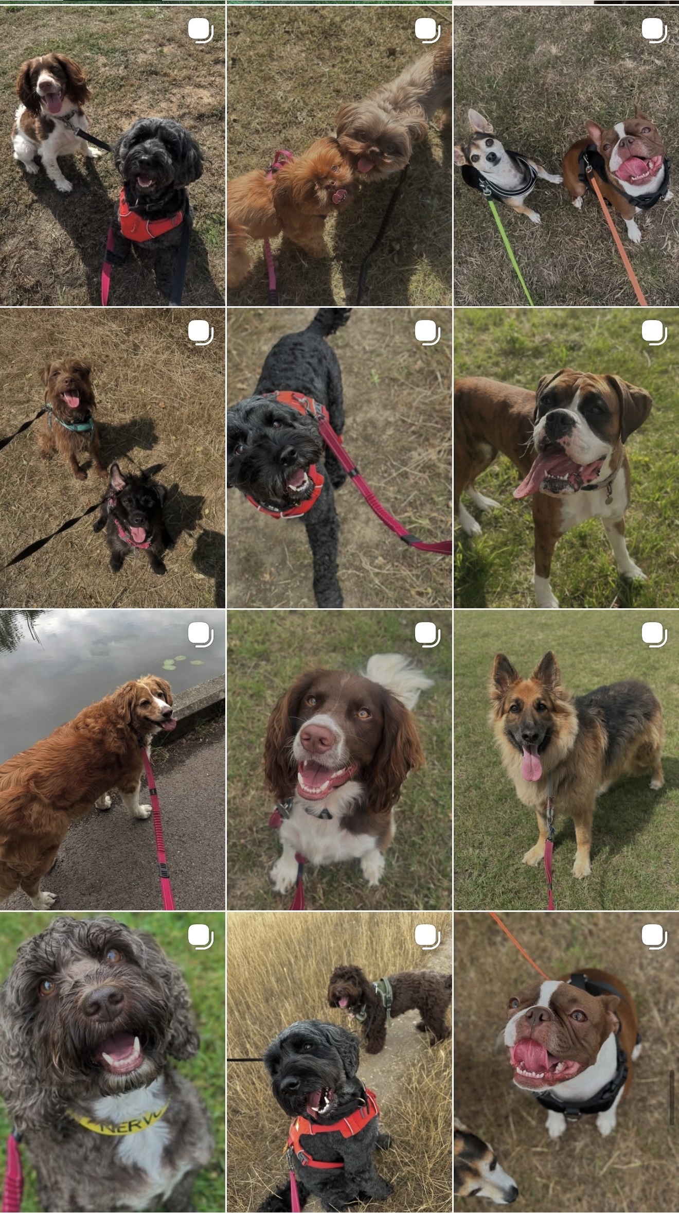 Paws On The Move's image