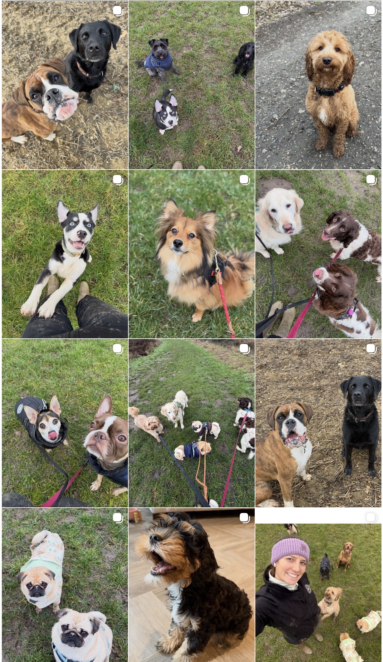 Paws On The Move's image