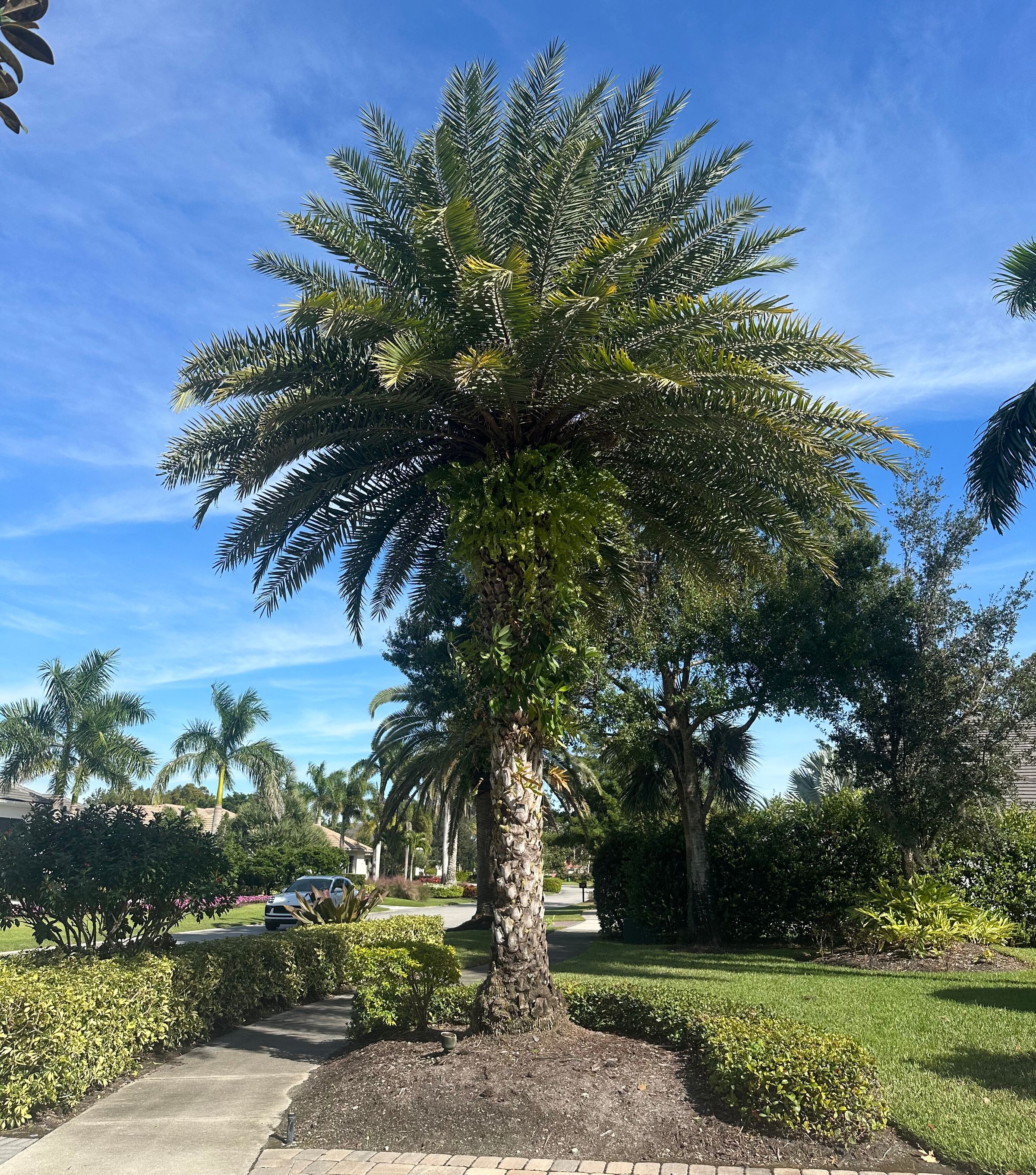 Paradises oaks Enterprise's image