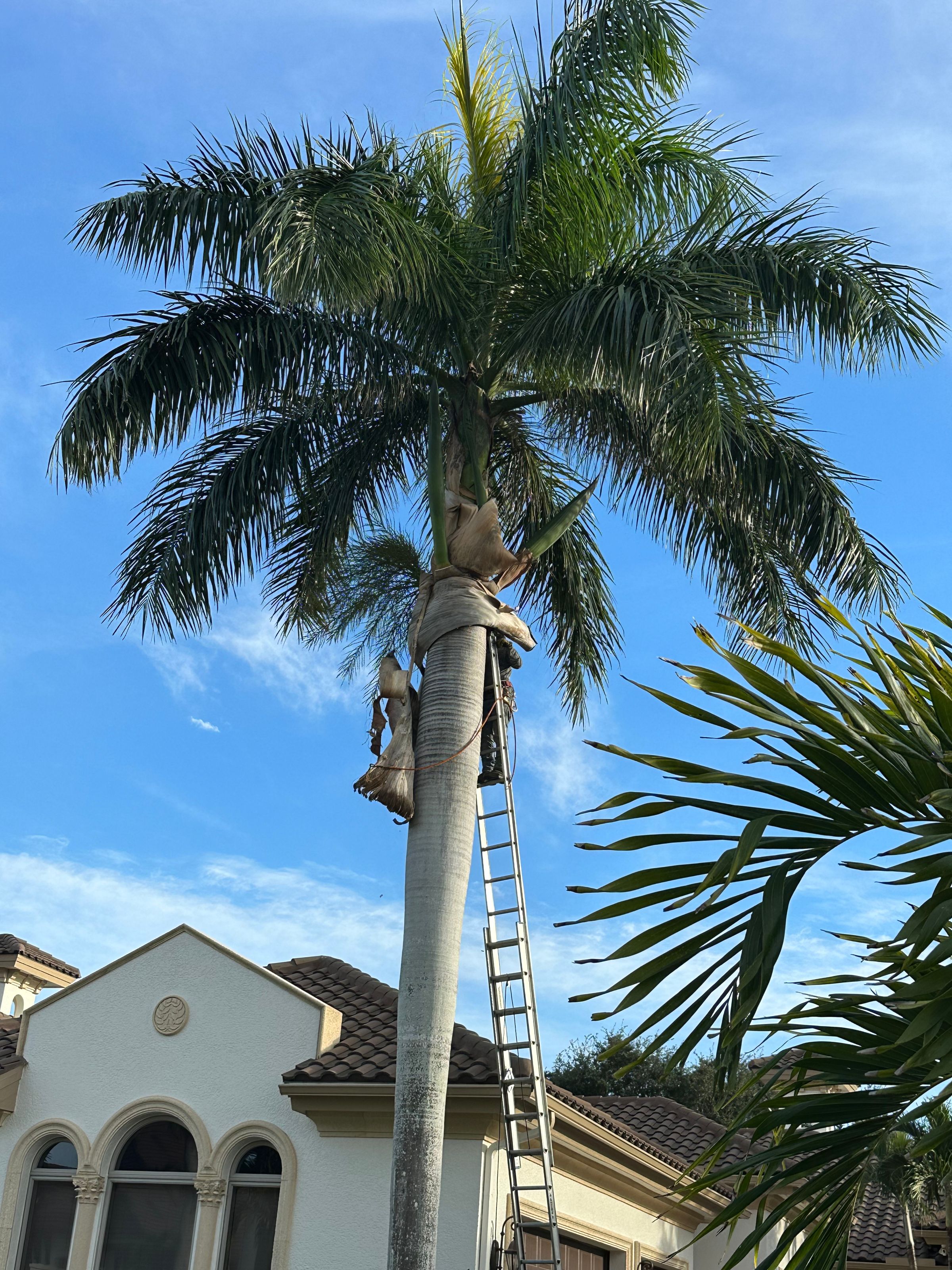 Paradises oaks Enterprise's image