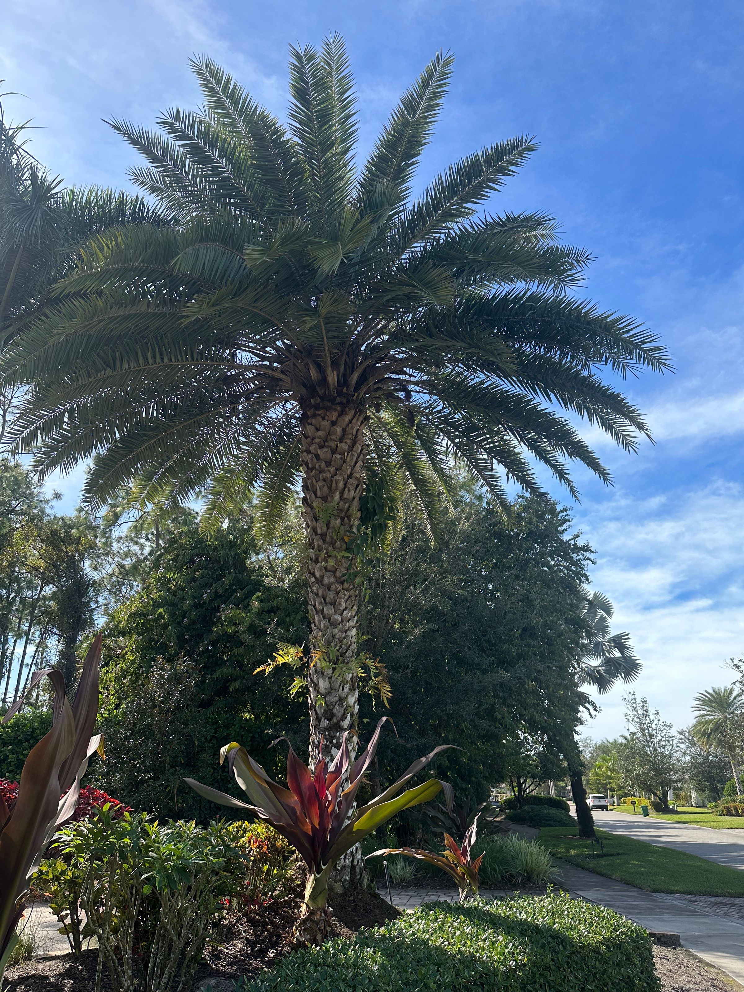 Paradises oaks Enterprise's image