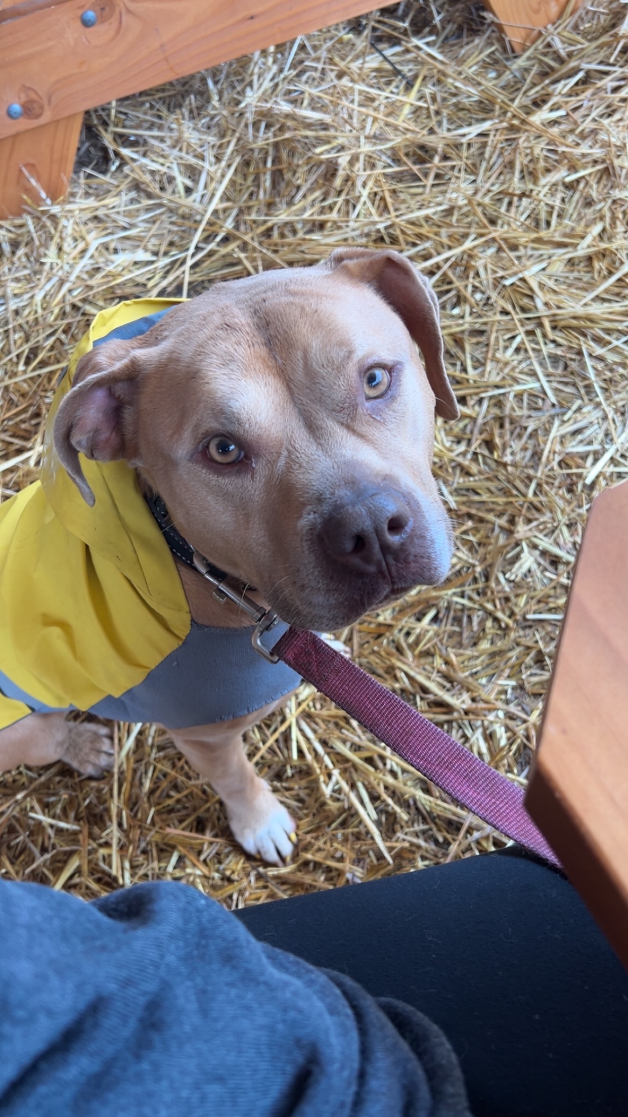 Nova my pit in a cute rain coat at the pumpkin patch