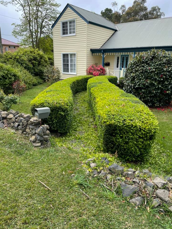 Entrance Hedges