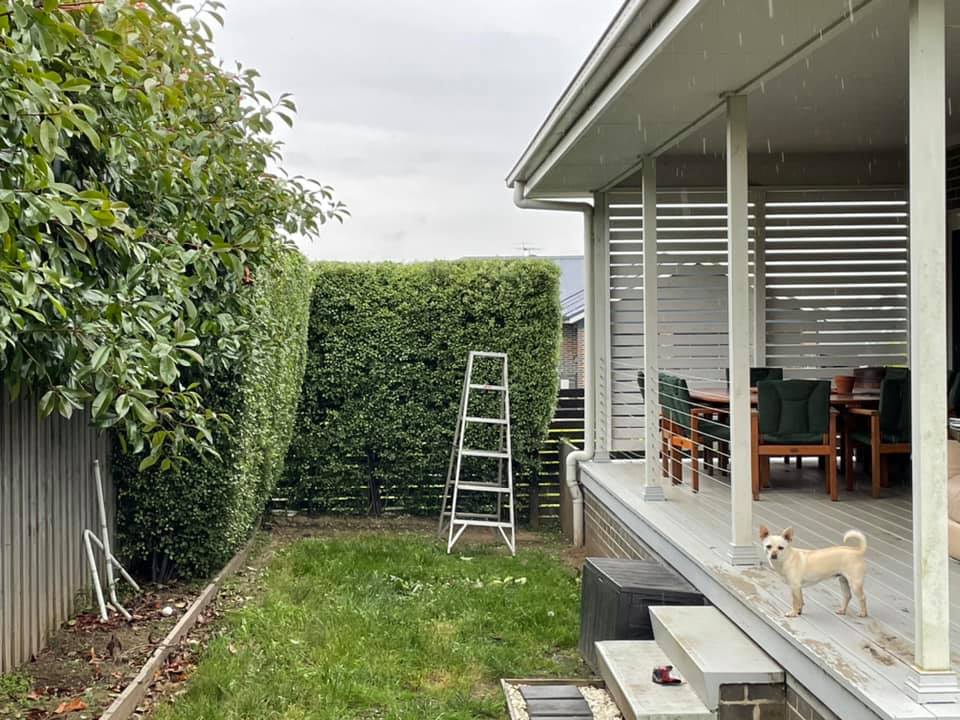 Hedge Trimming