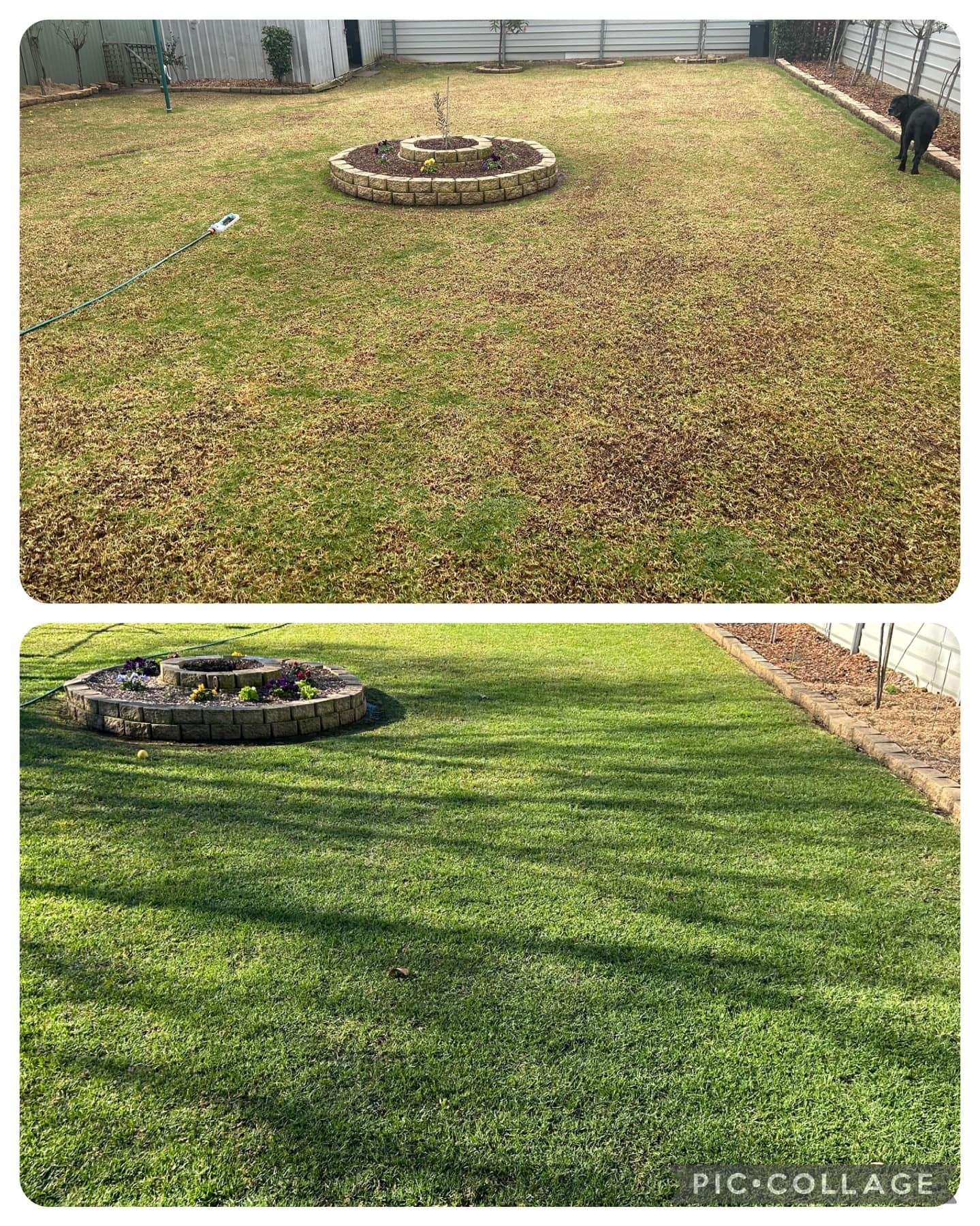 Lawn Before And After Dethatching