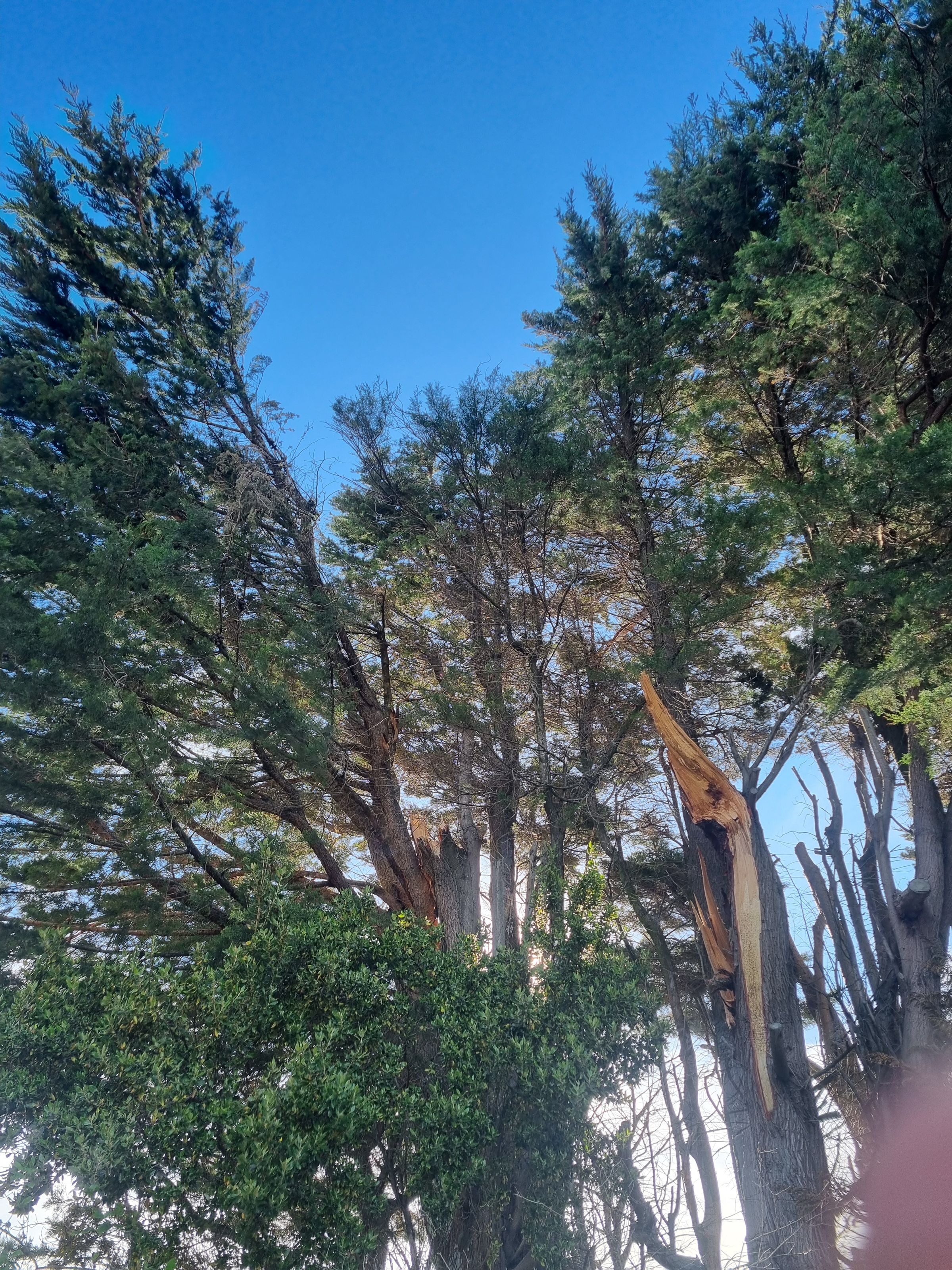 Experienced Southland contract tree climber and arborist's image