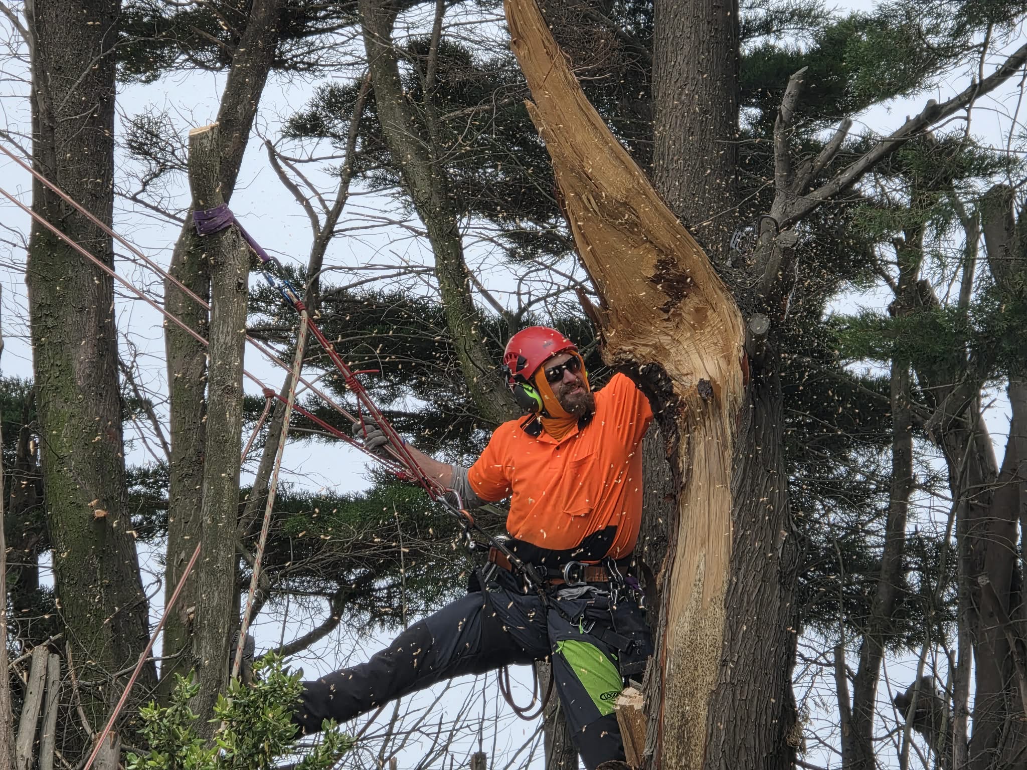 Experienced Southland contract tree climber and arborist's image