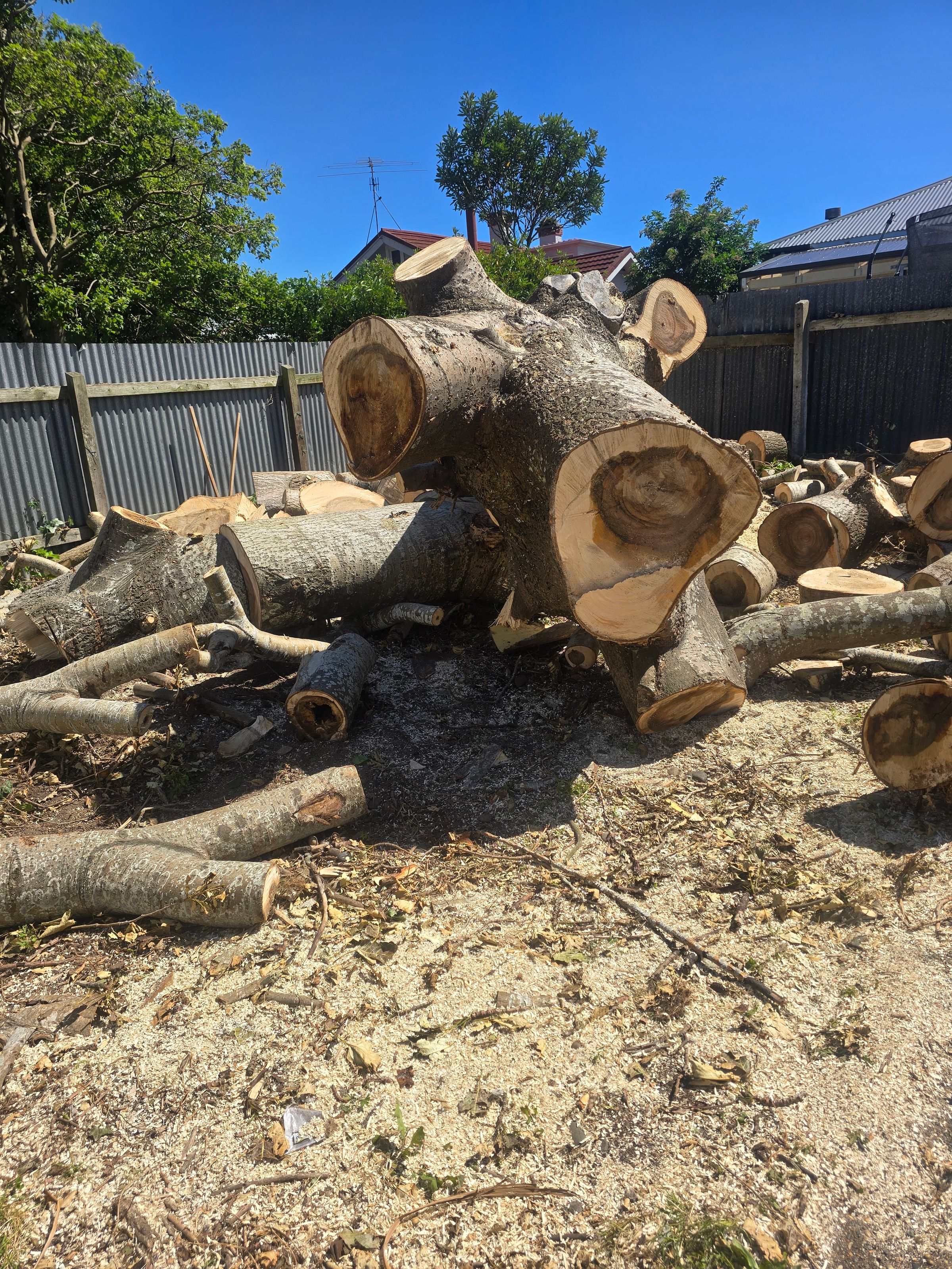 Experienced Southland contract tree climber and arborist's image