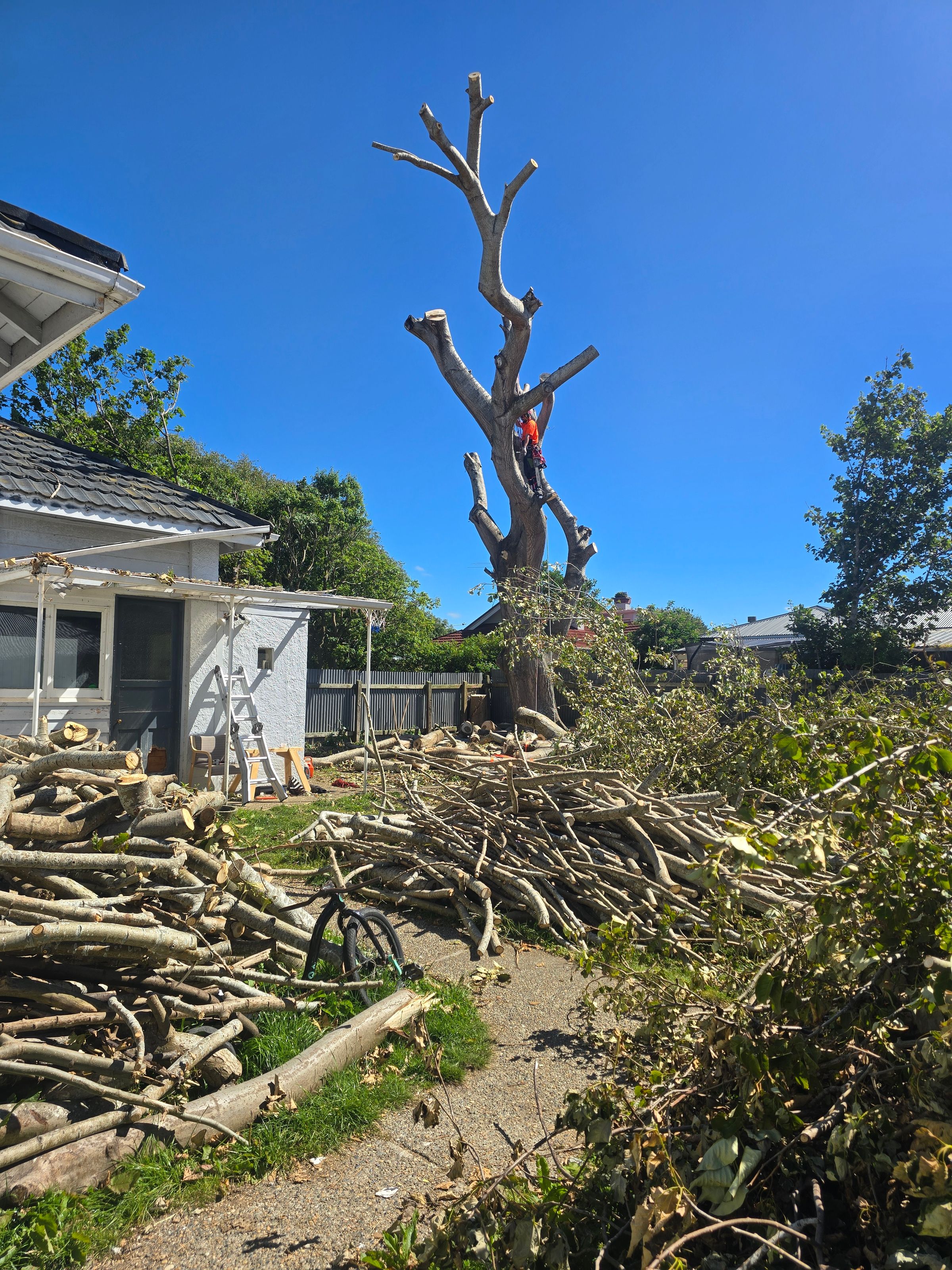 Experienced Southland contract tree climber and arborist's image