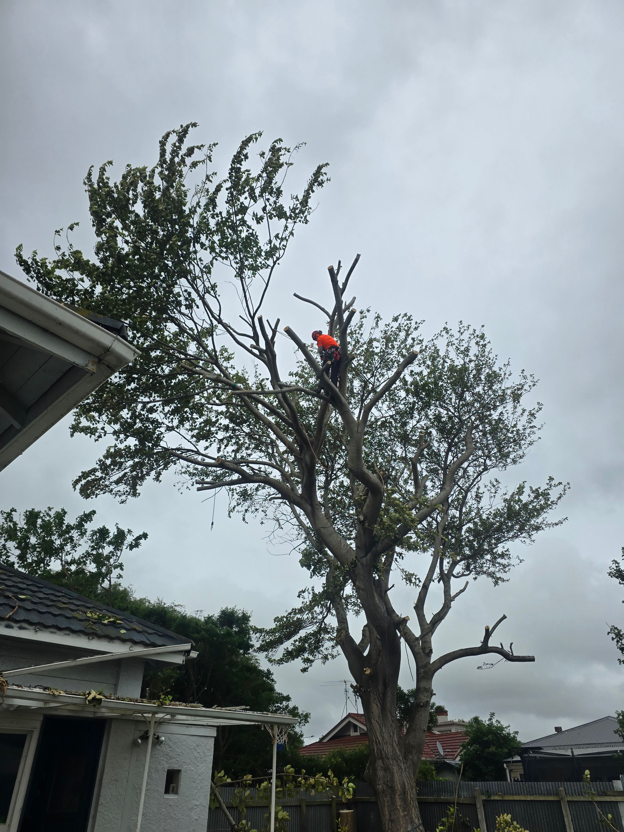Experienced Southland contract tree climber and arborist's image
