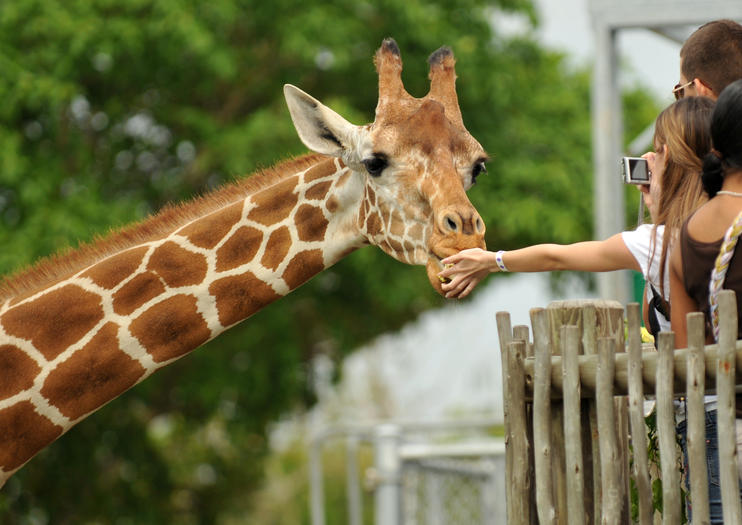 Feed Giraffes Up Close