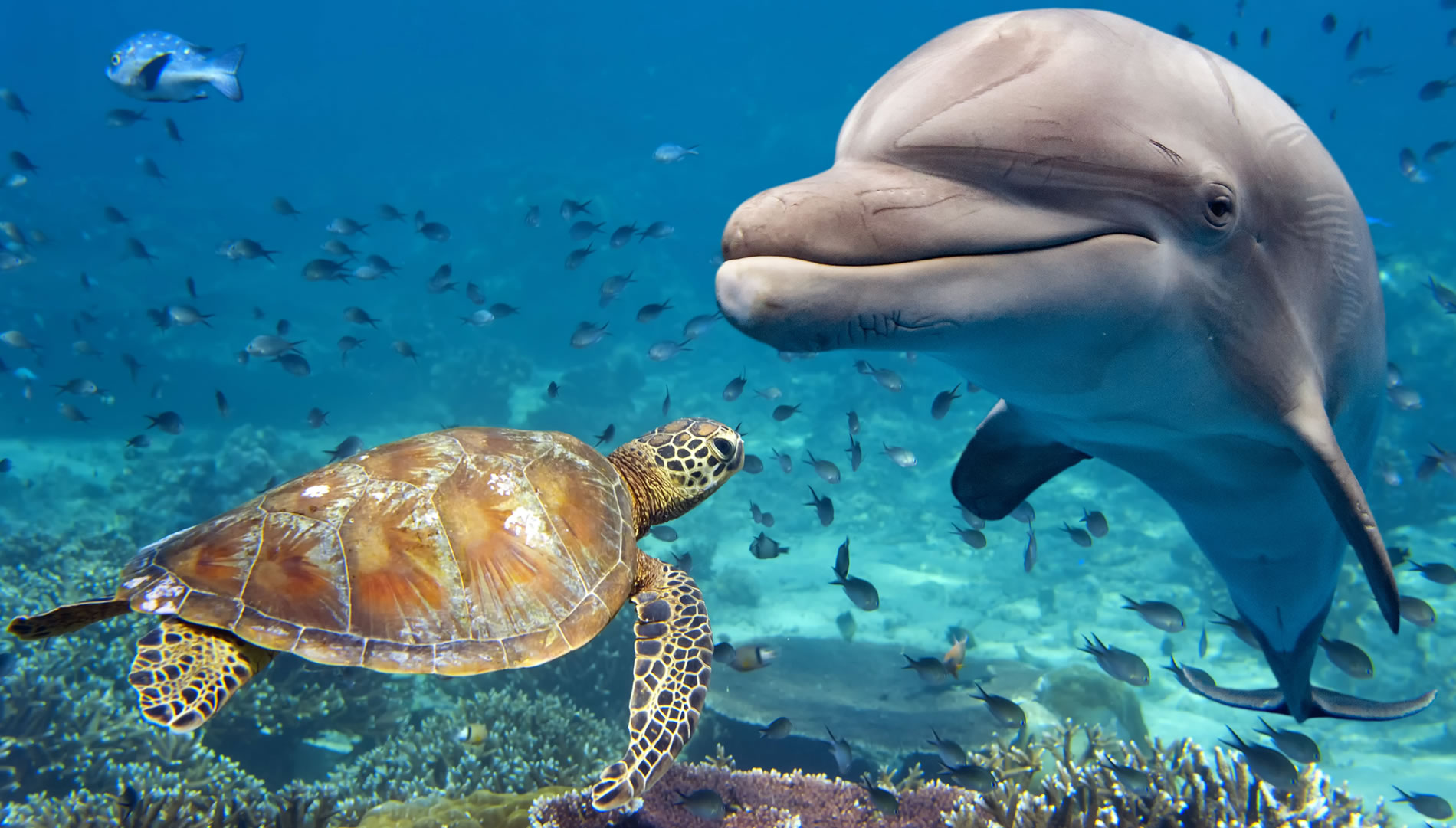 Wildebeest Migration of Africa