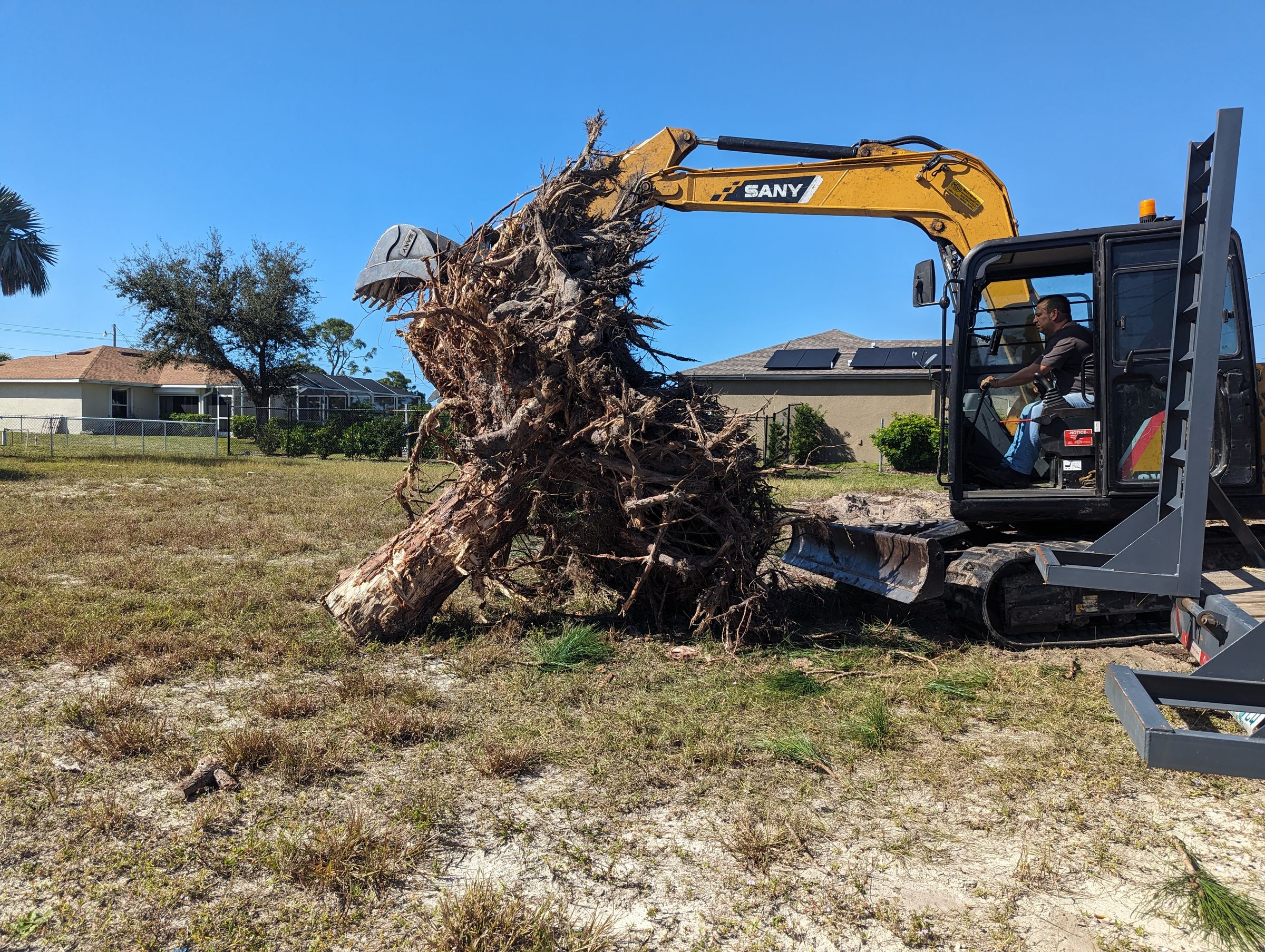 Tree removal 