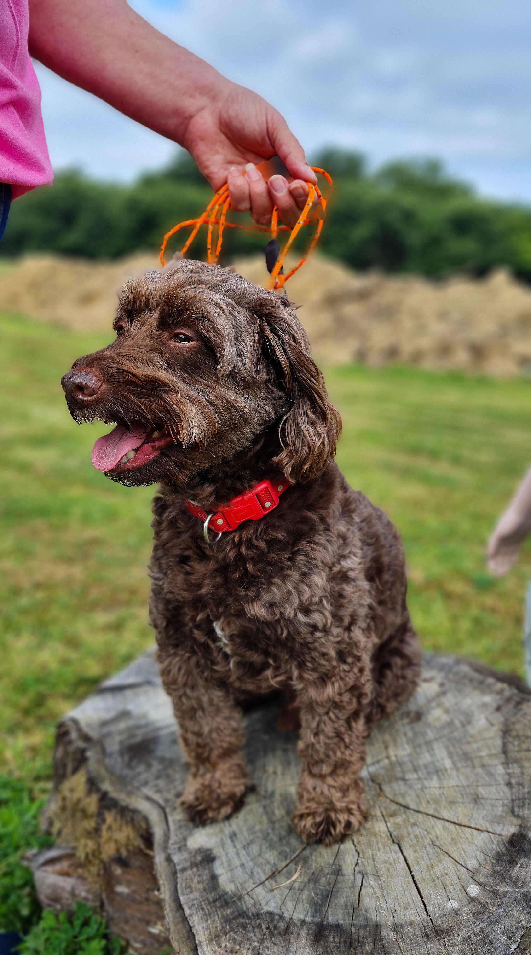 ALPHA PAPA K9's image