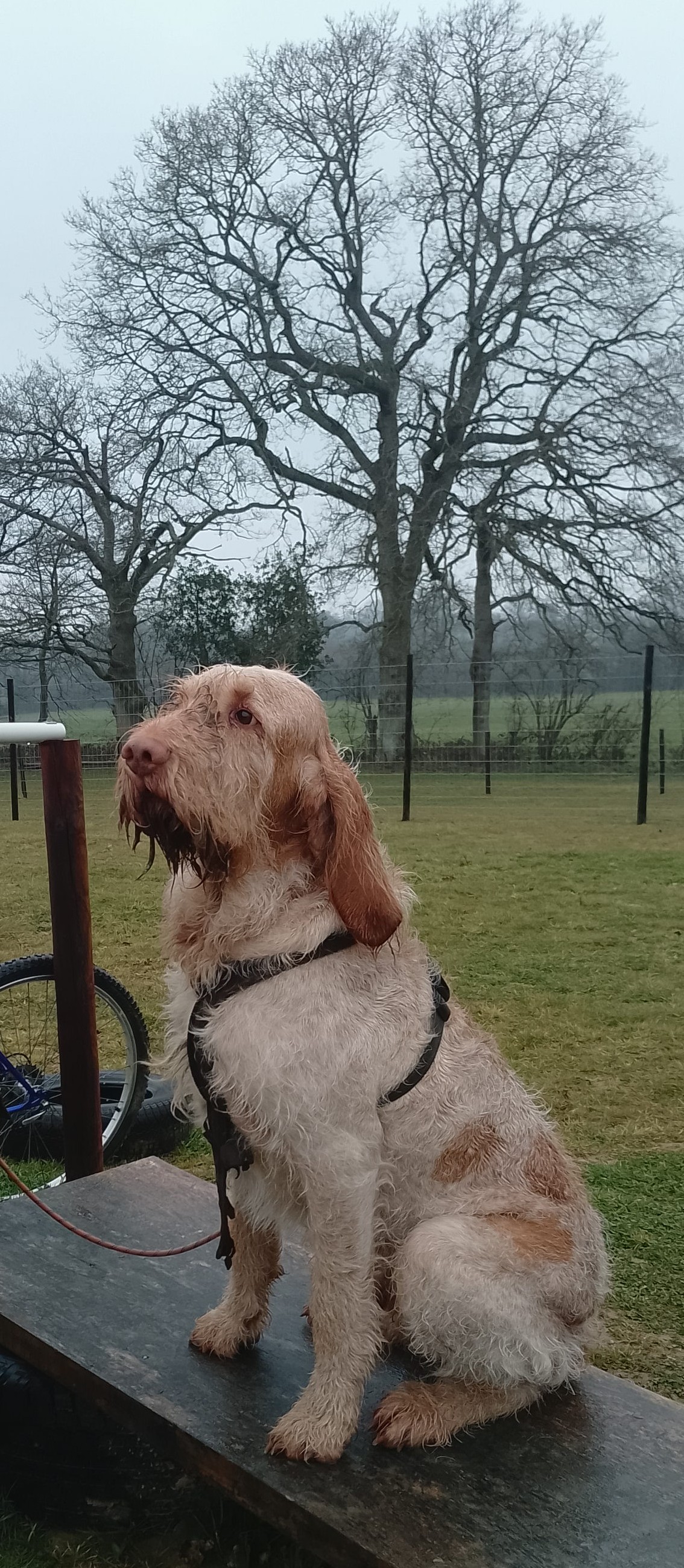 ALPHA PAPA K9's image