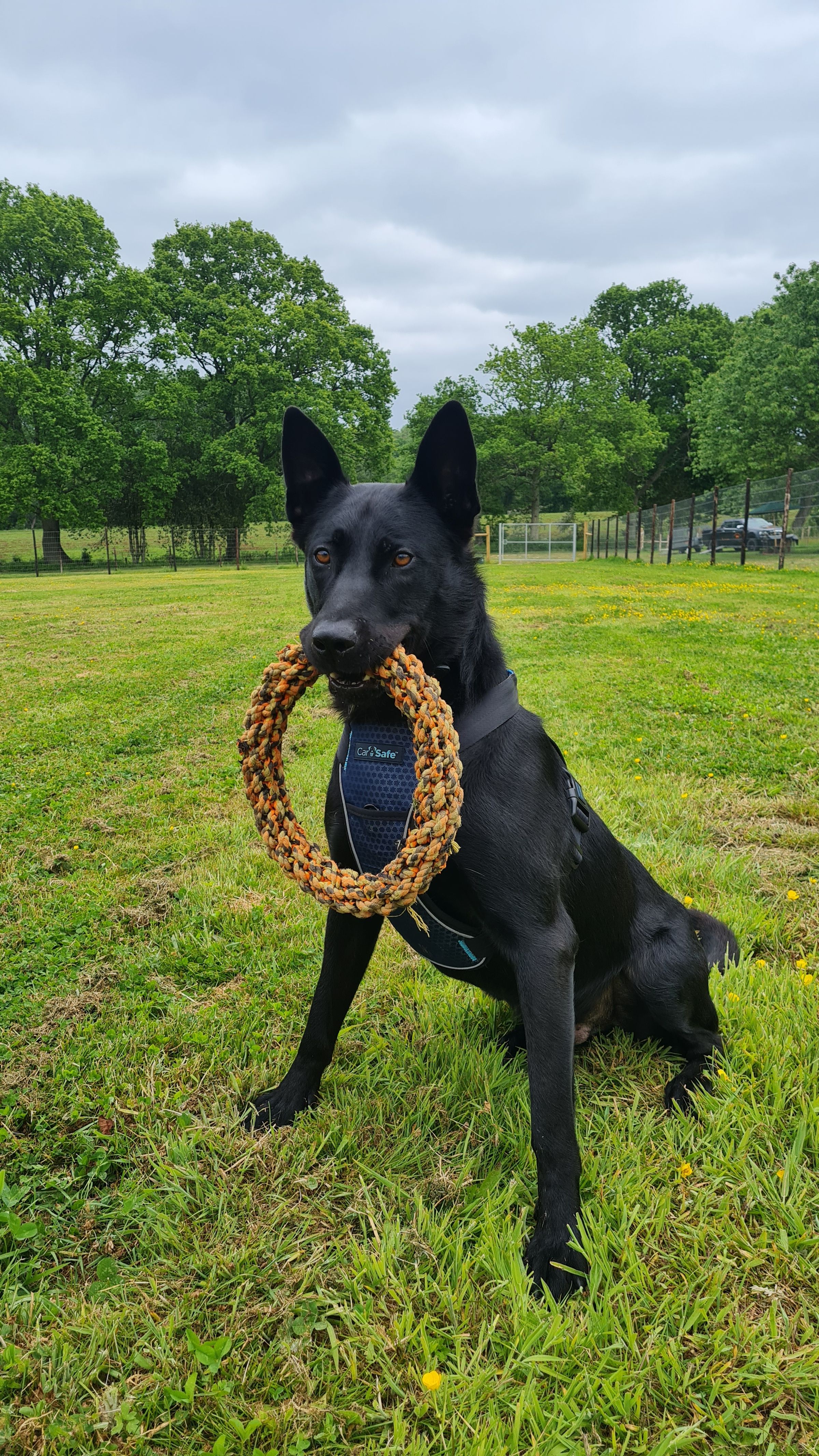 ALPHA PAPA K9's image