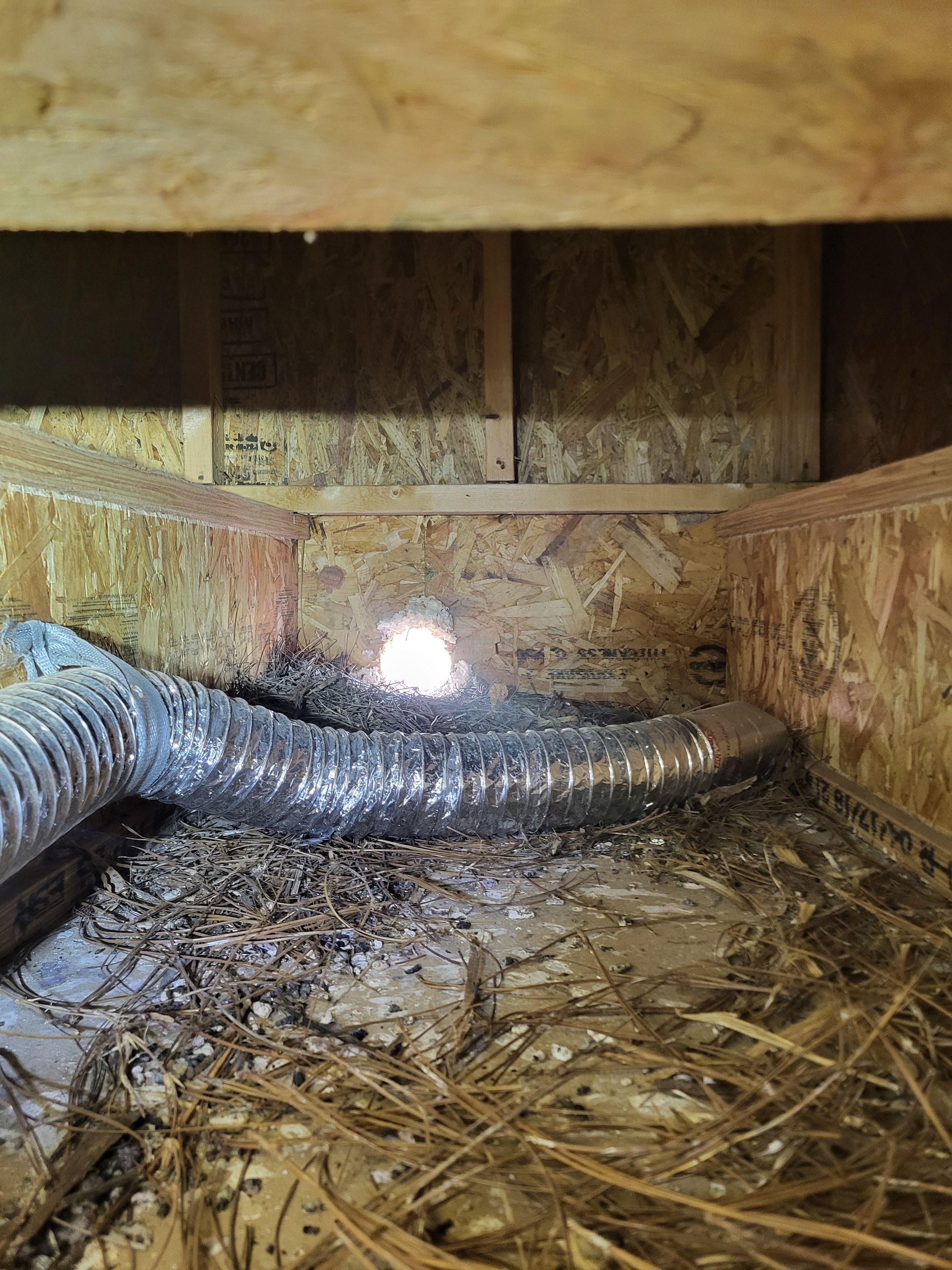 Starling nest and droppings