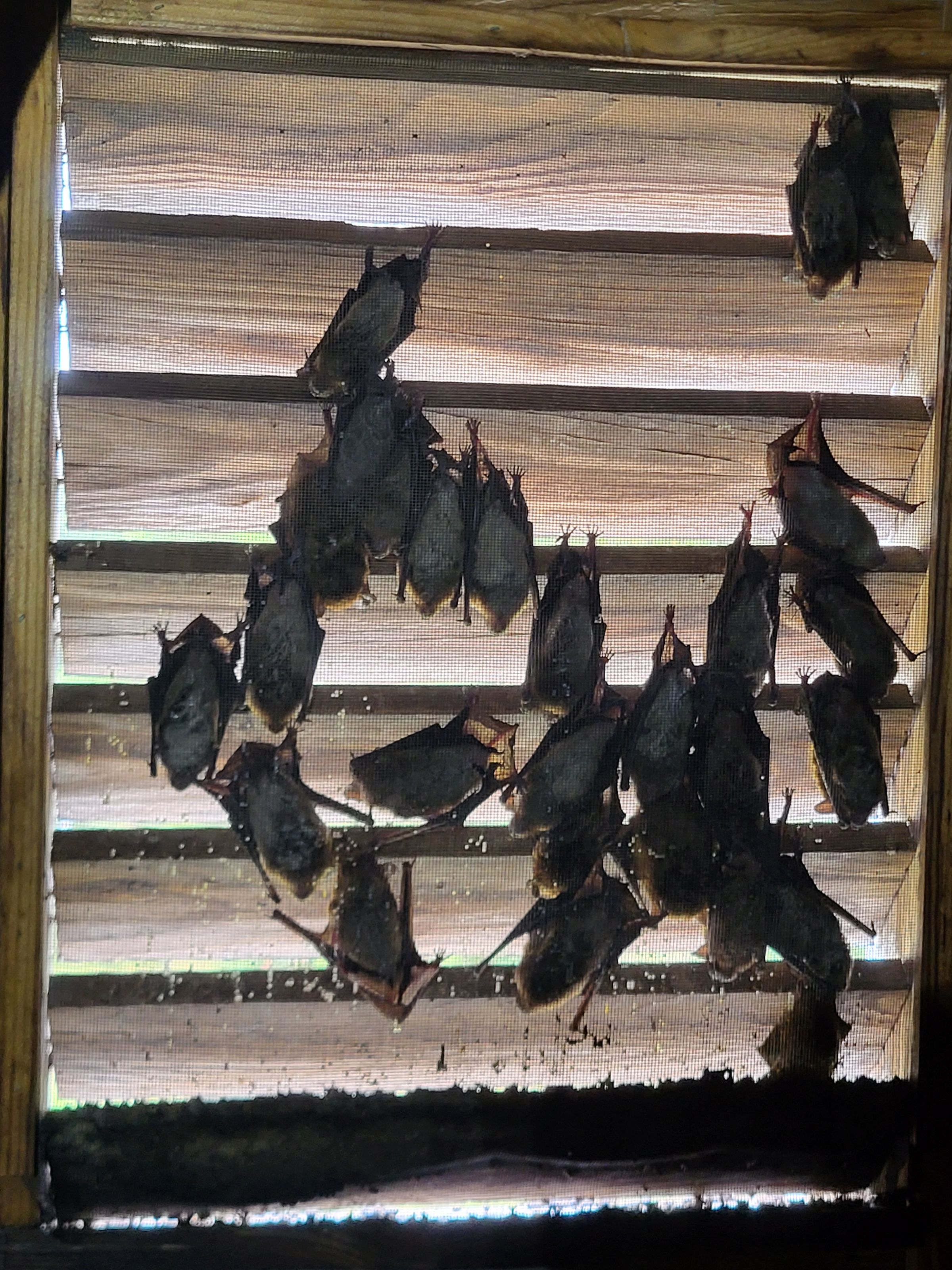 Bats