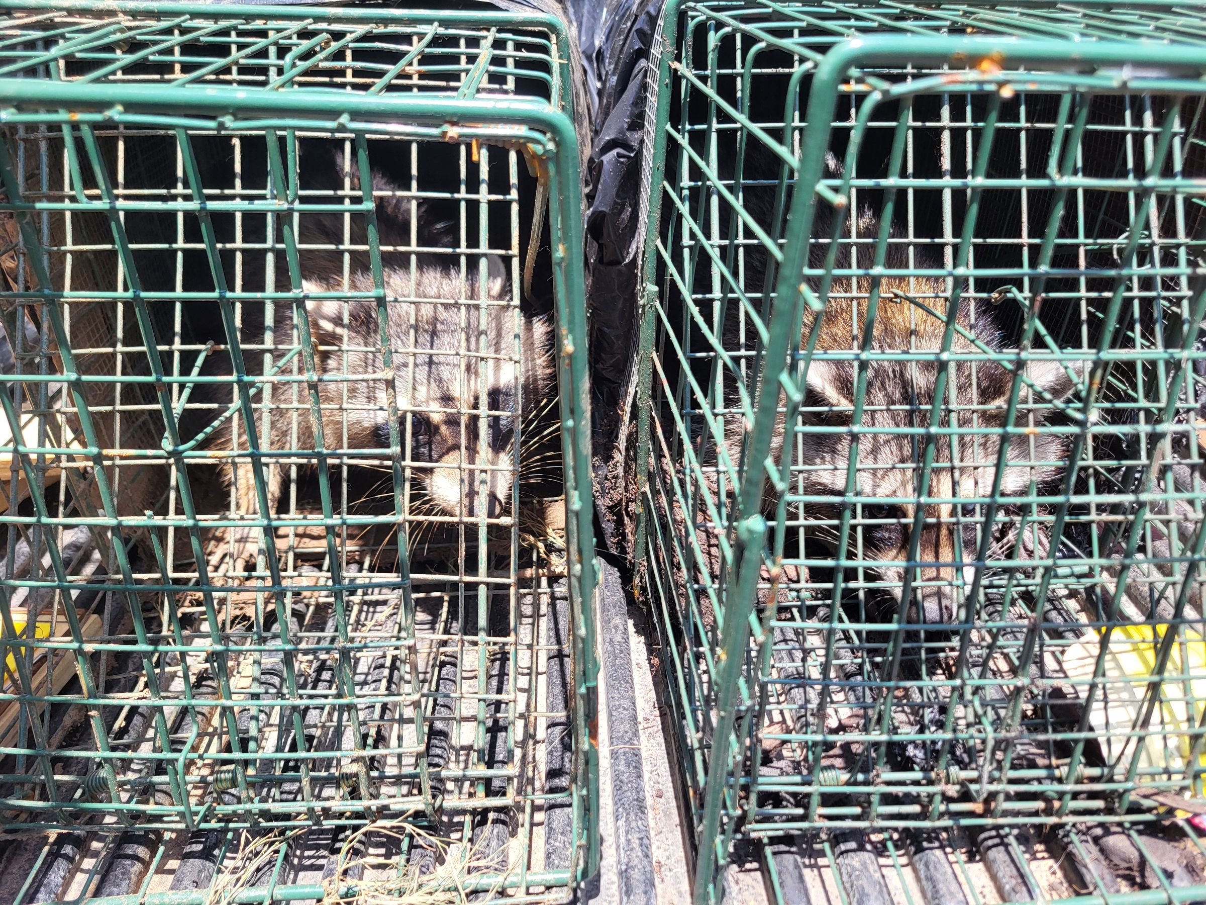 Apex Wildlife Services's image