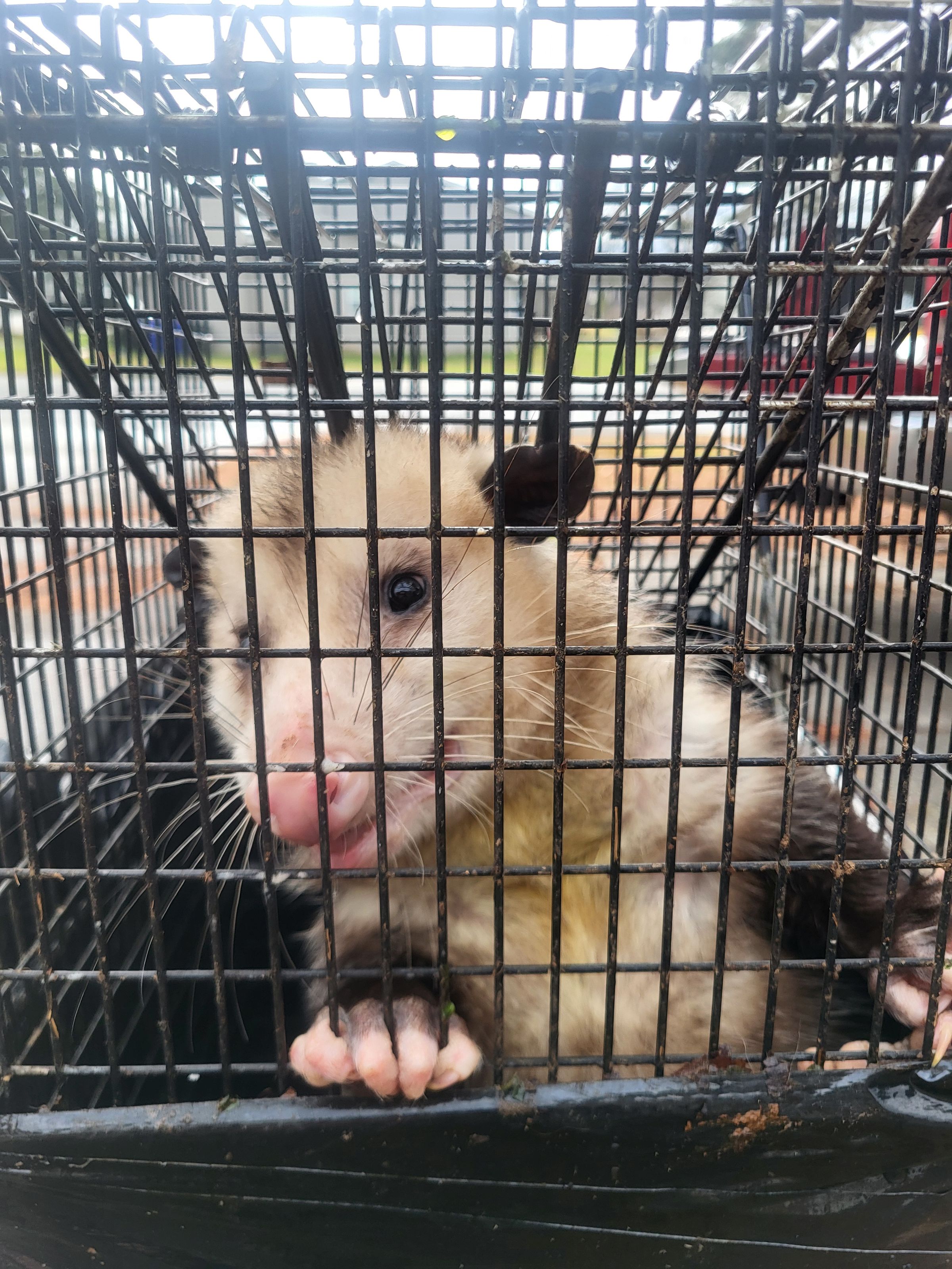 Apex Wildlife Services's image