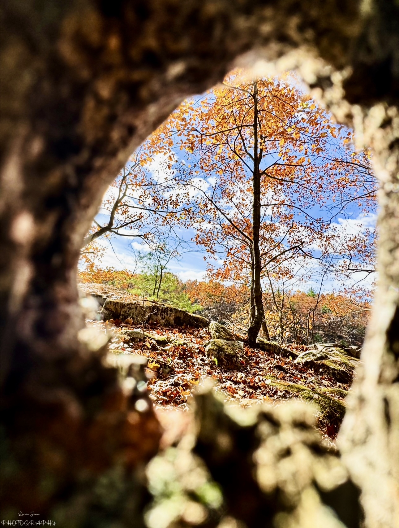 Hole in a tree with a whole world on the other side