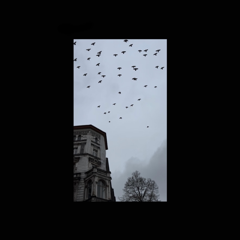 Birds of Berlin