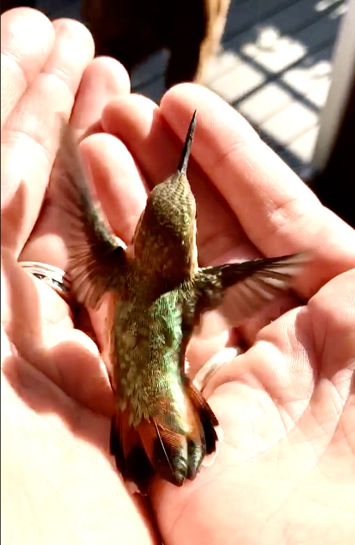 OWL ROSE WELLNESS's image