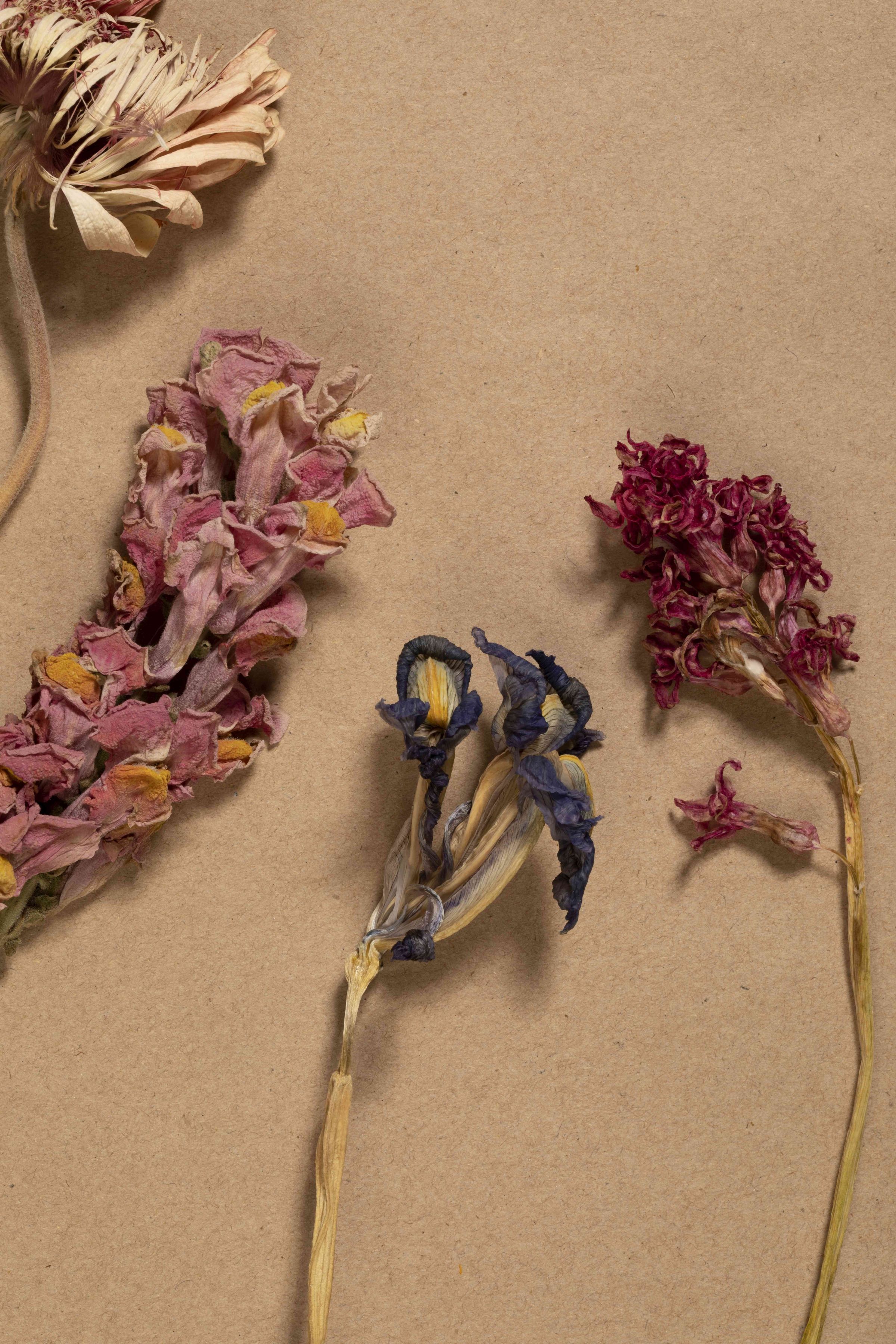 The Homestead Collective's image