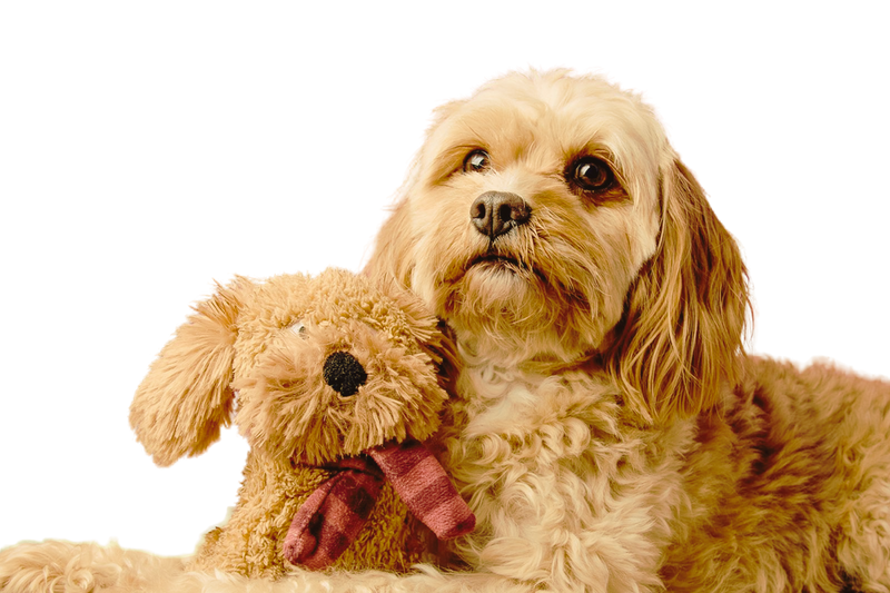 Apricot Admin 's image