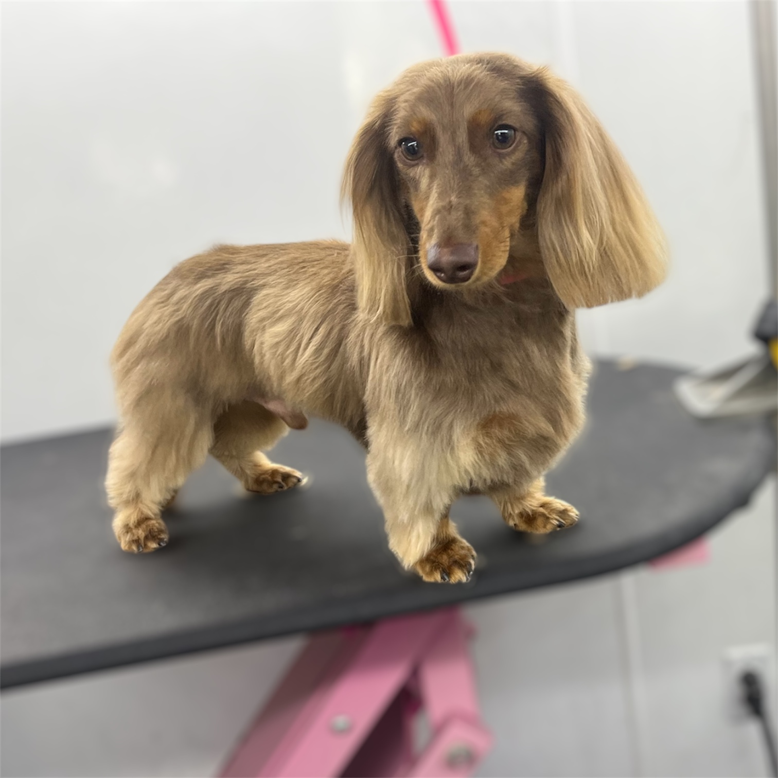 Front Range Grooming's image