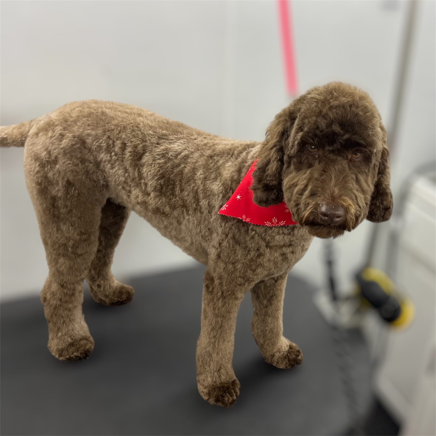 Front Range Grooming's image