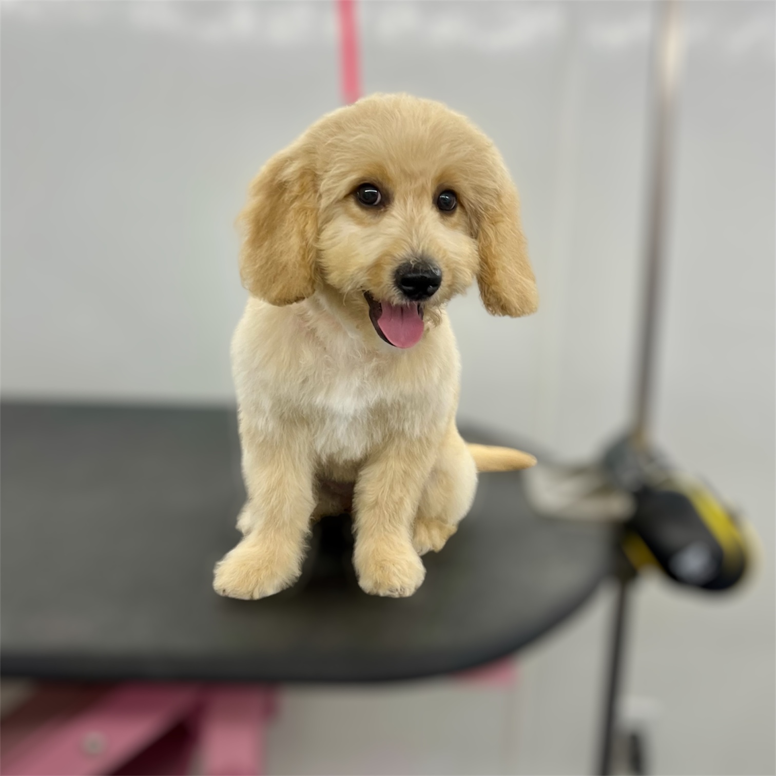 Front Range Grooming's image