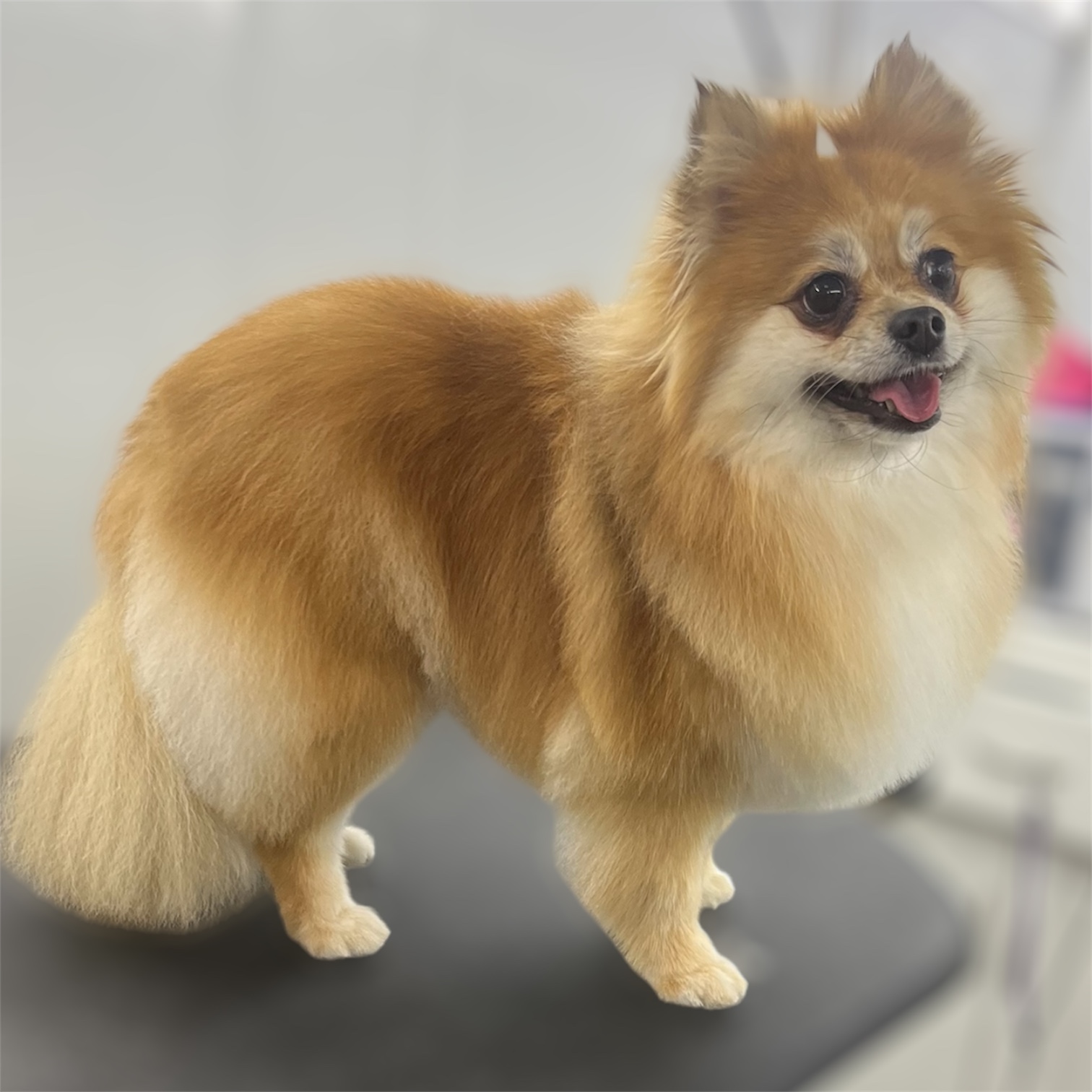 Front Range Grooming's image