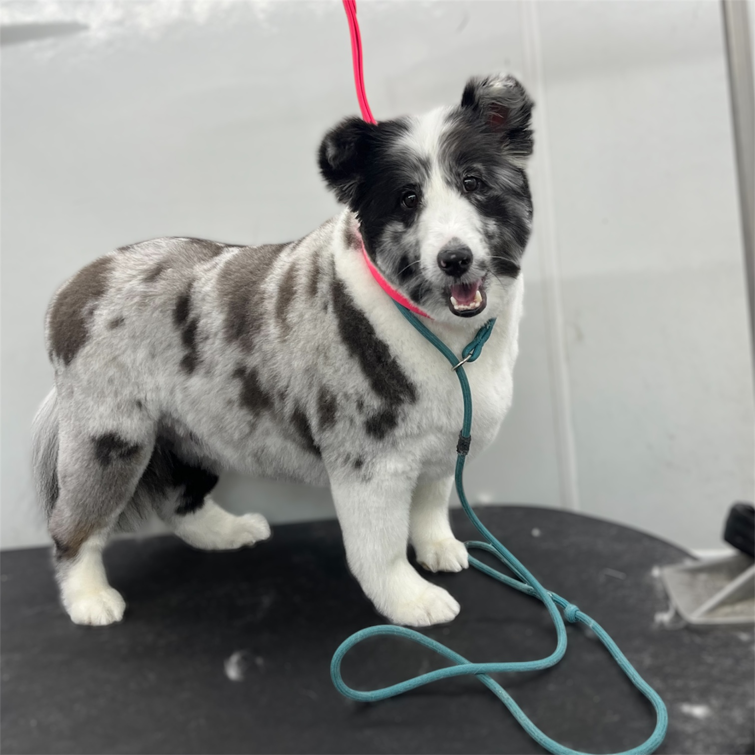 Front Range Grooming's image