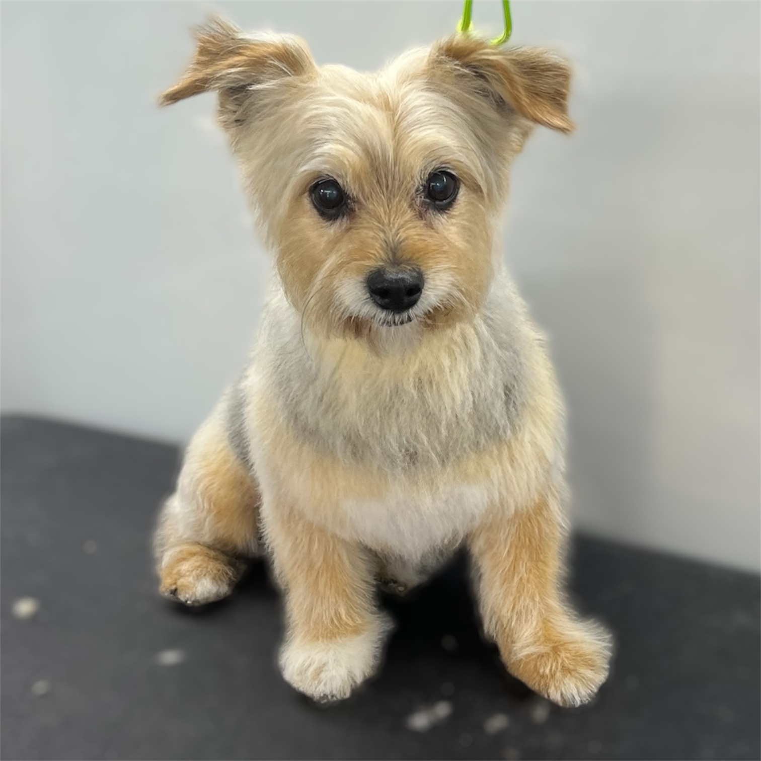 Front Range Grooming's image