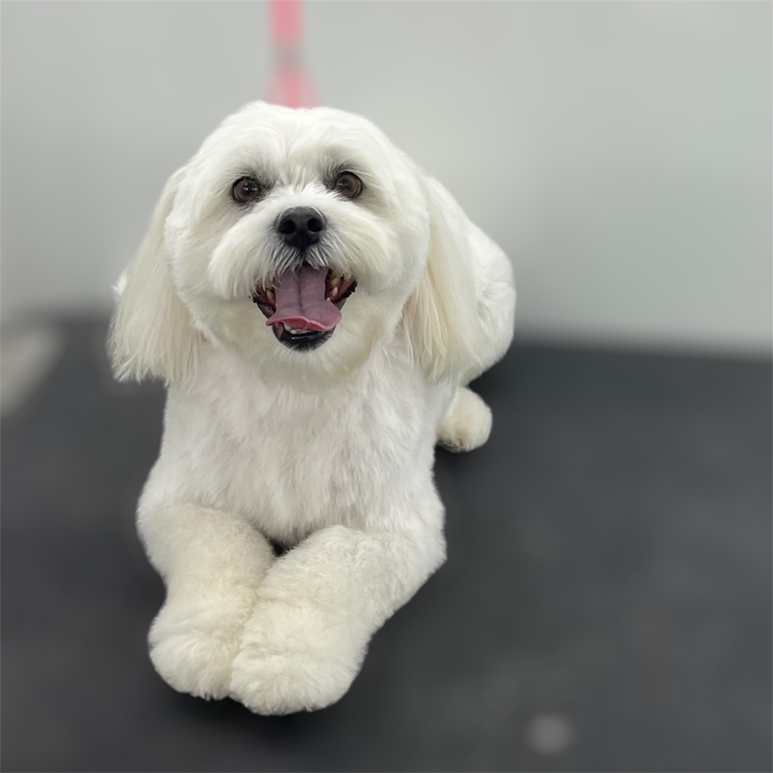 Front Range Grooming's image