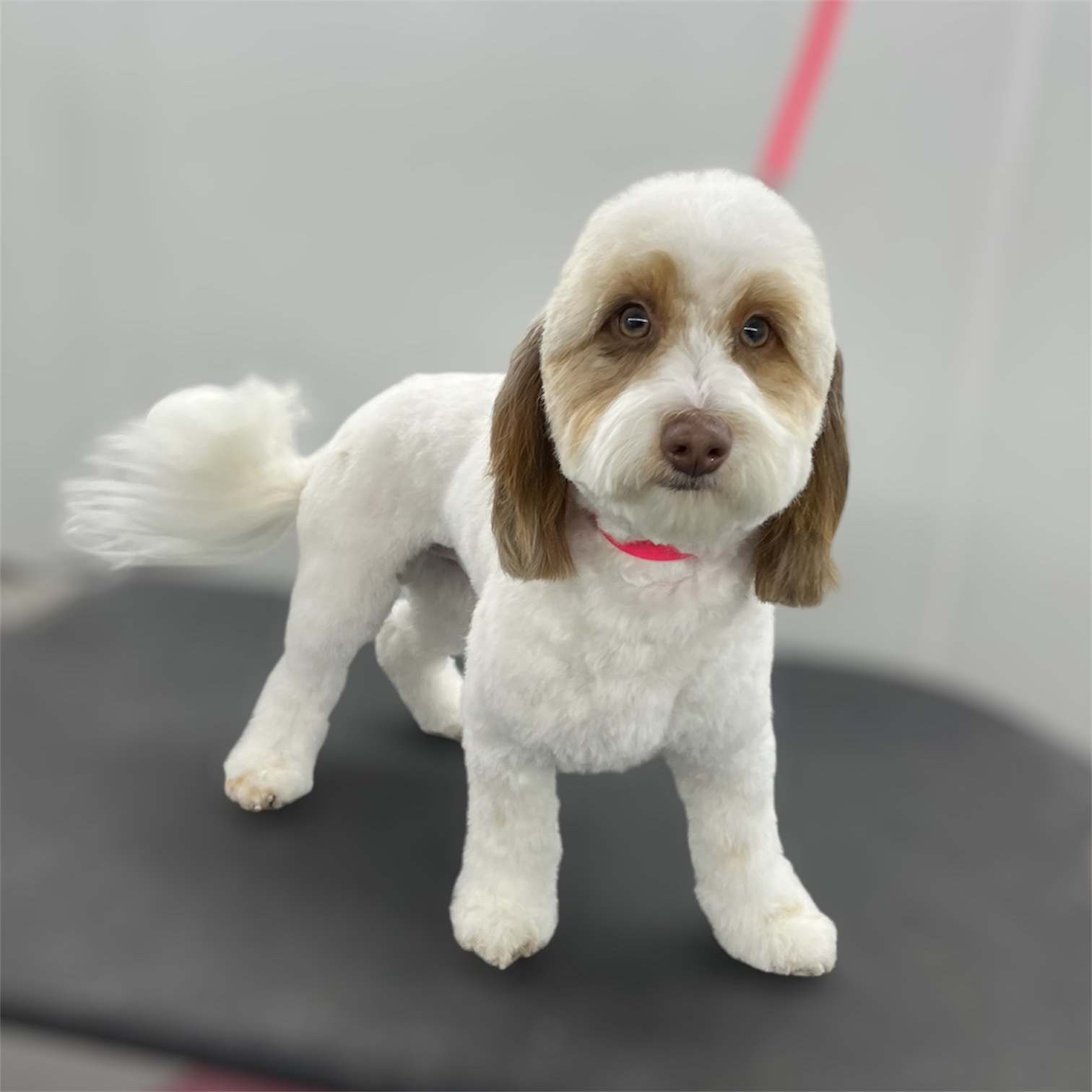 Front Range Grooming's image