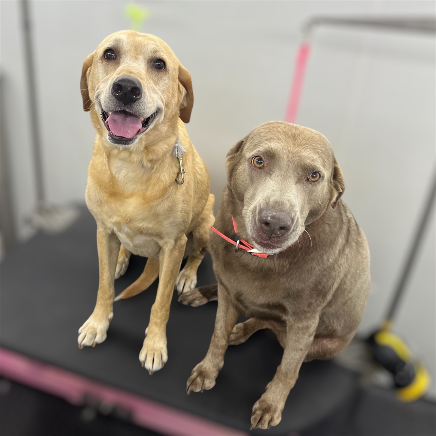 Front Range Grooming's image