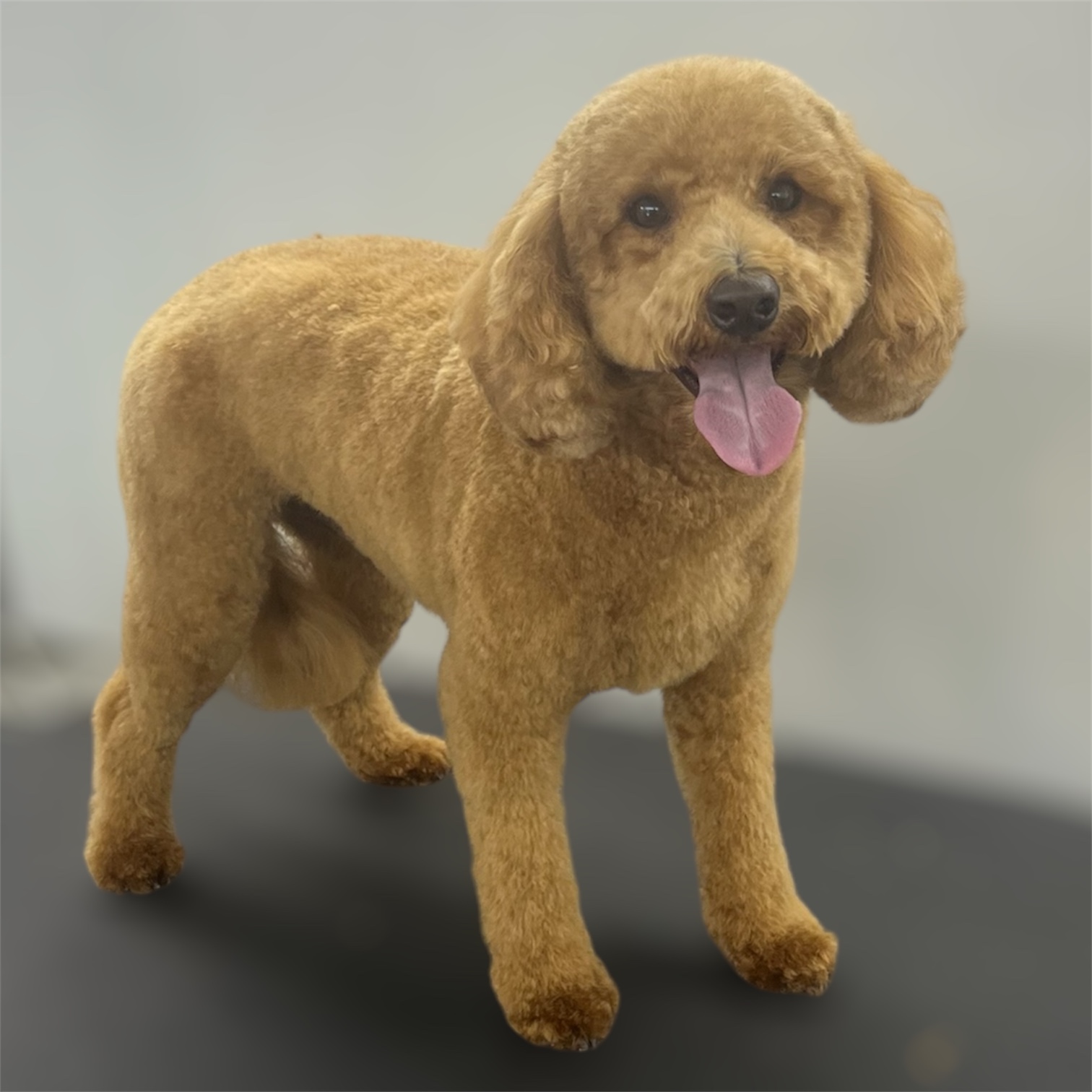 Front Range Grooming's image