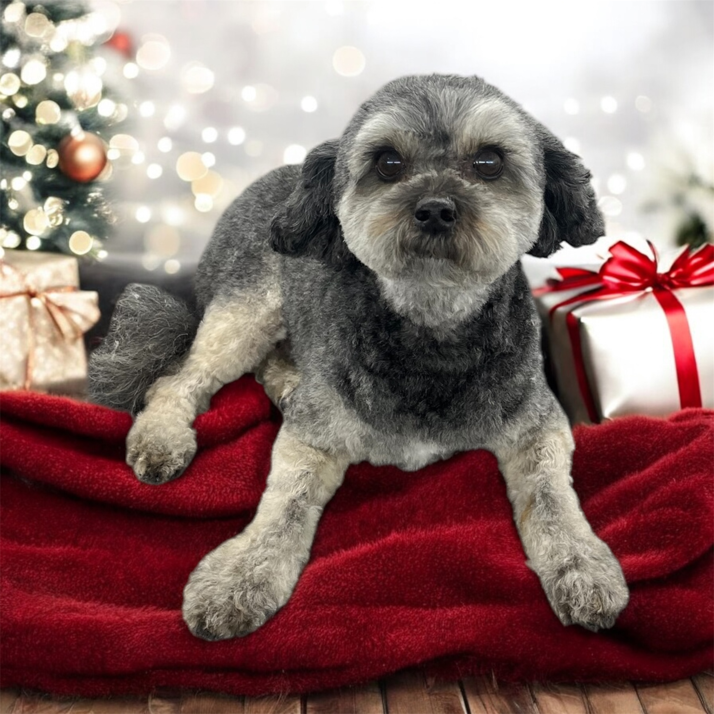 Front Range Grooming's image