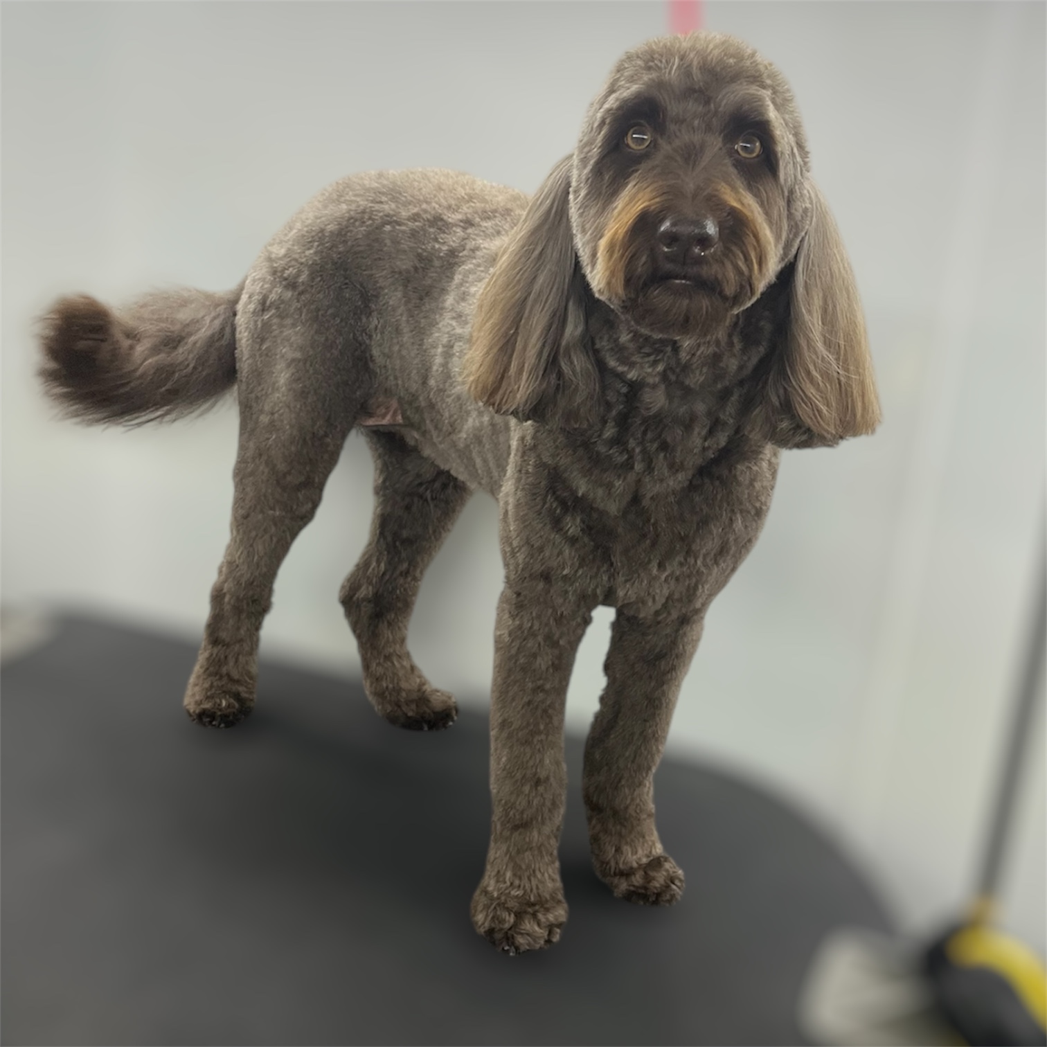 Front Range Grooming's image