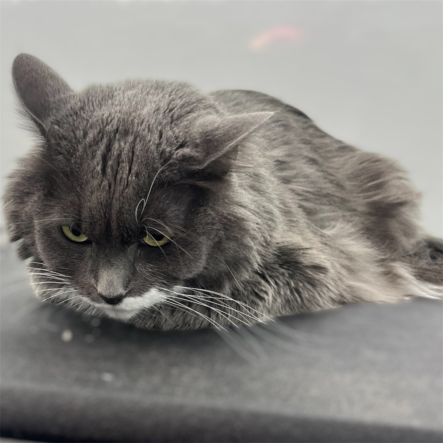 Front Range Grooming's image